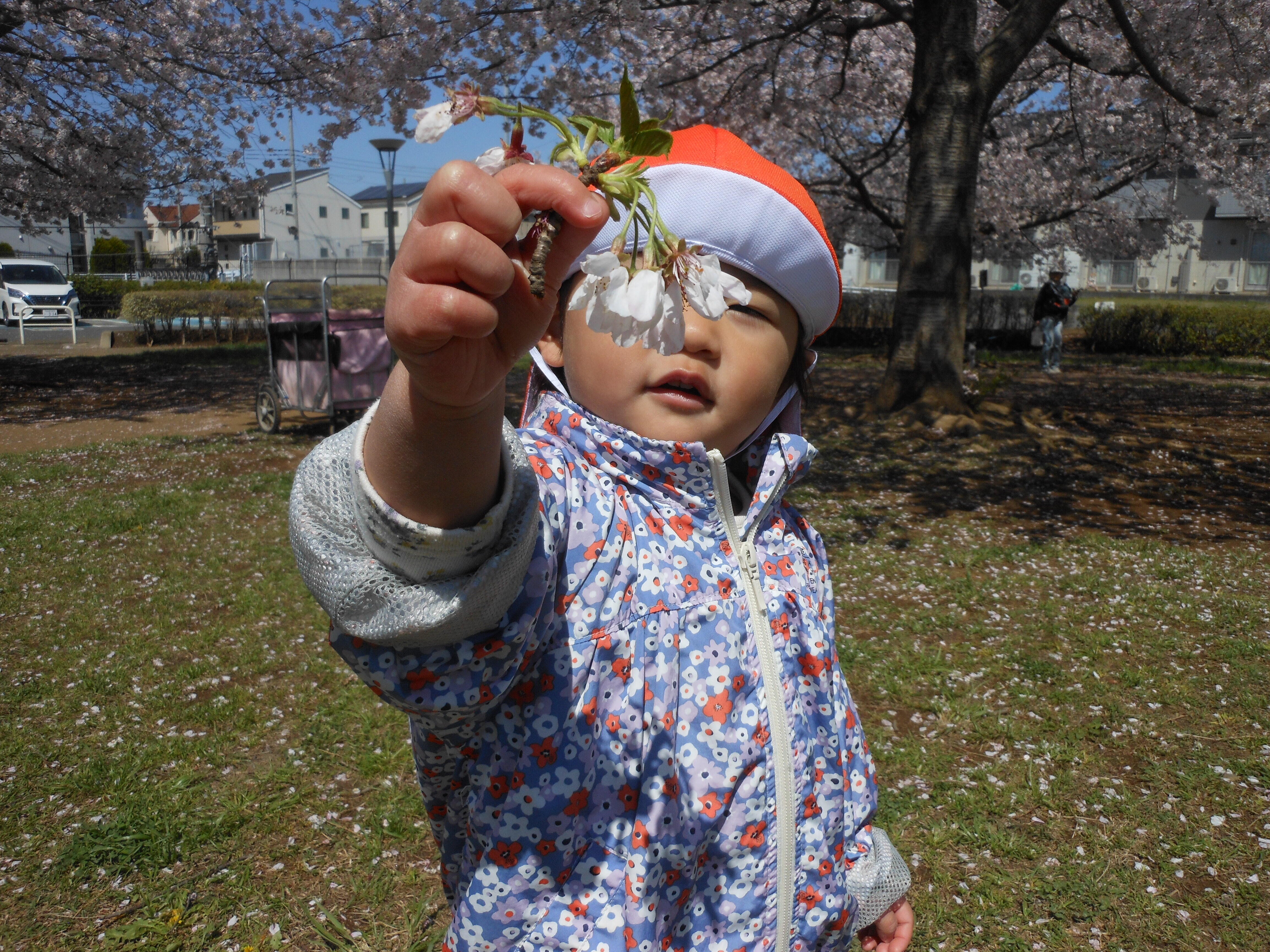 さくらのお花みつけたよ！