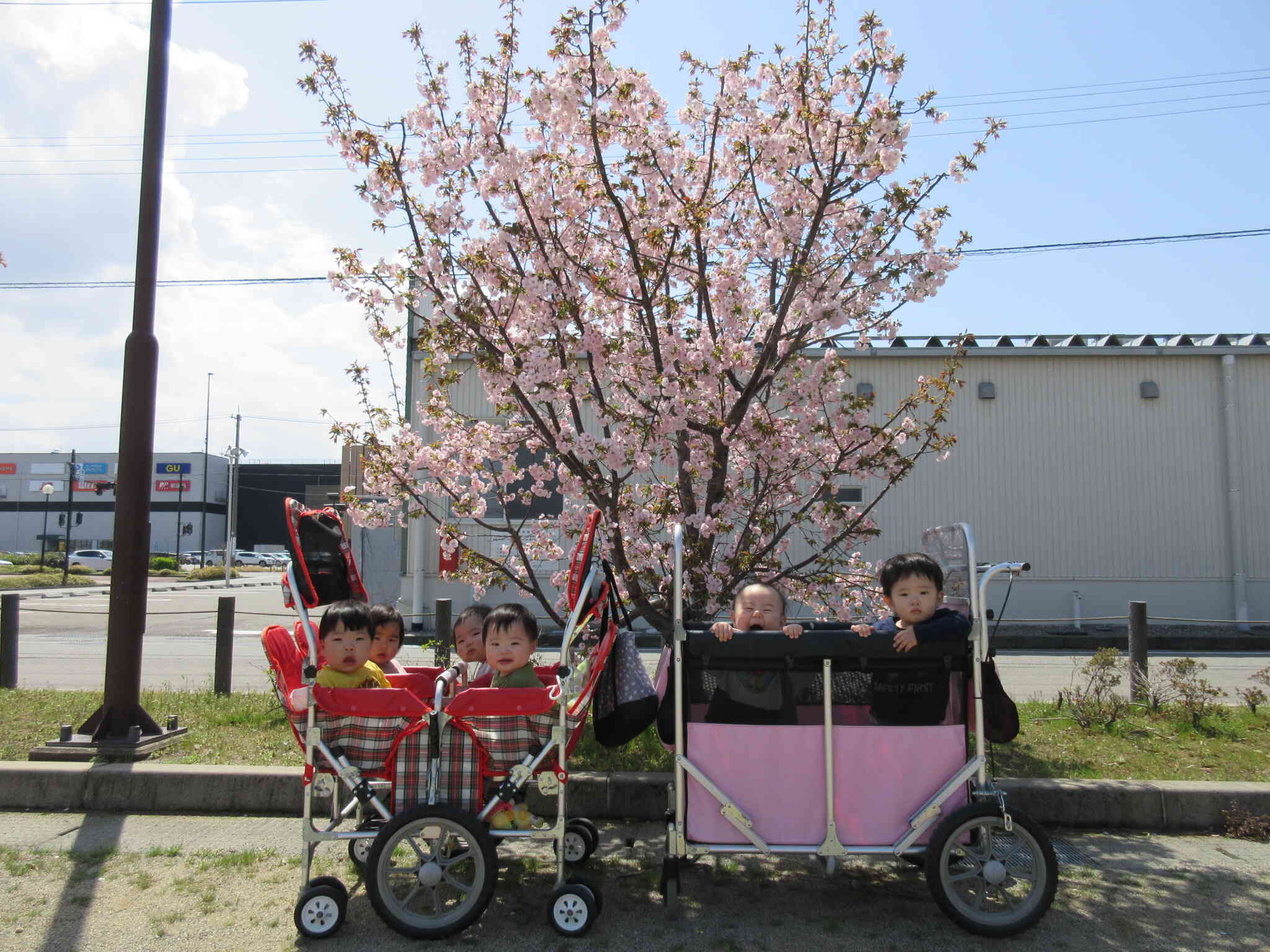 桜が満開になりました♡