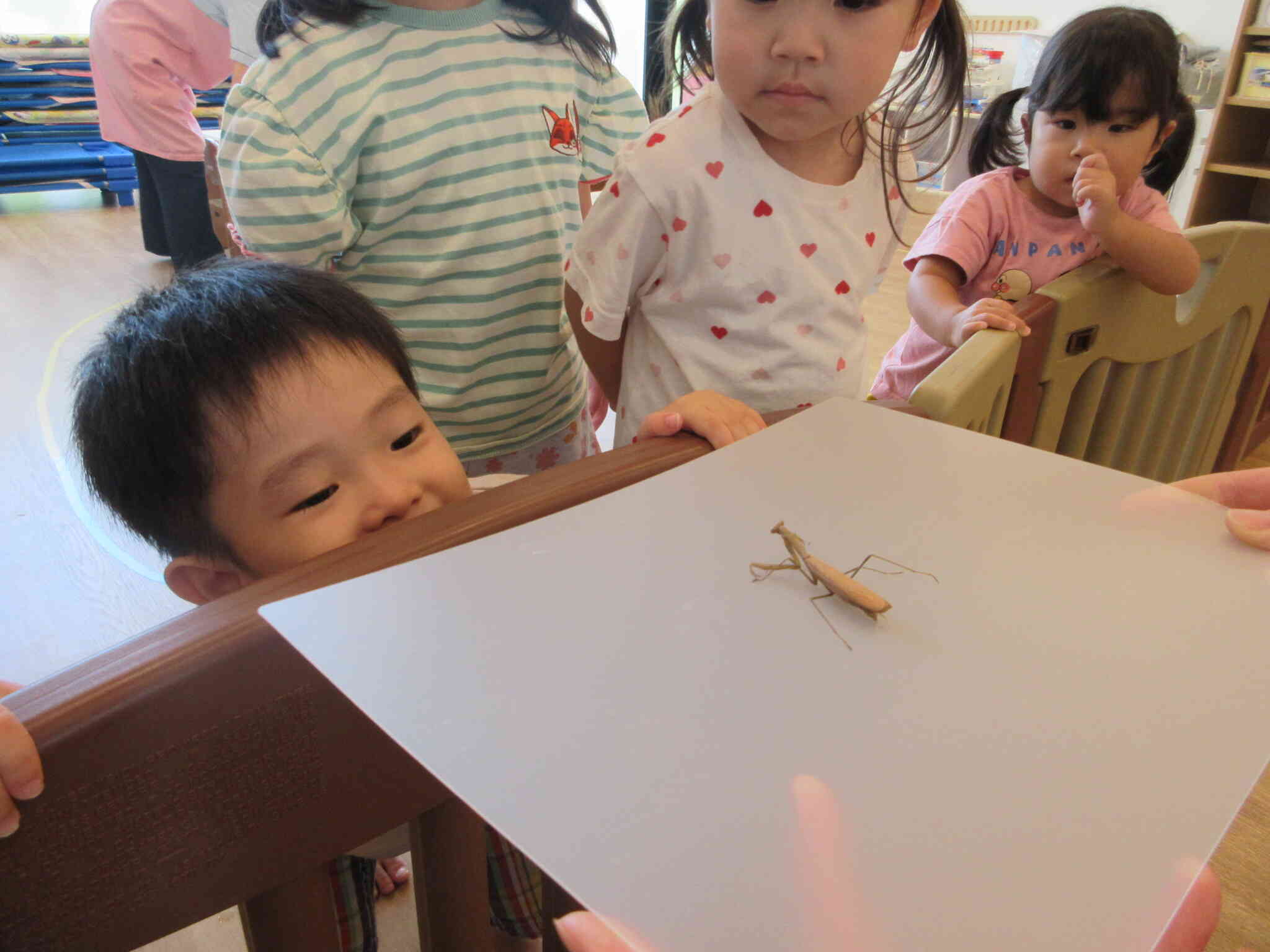 こんどはカマキリ！