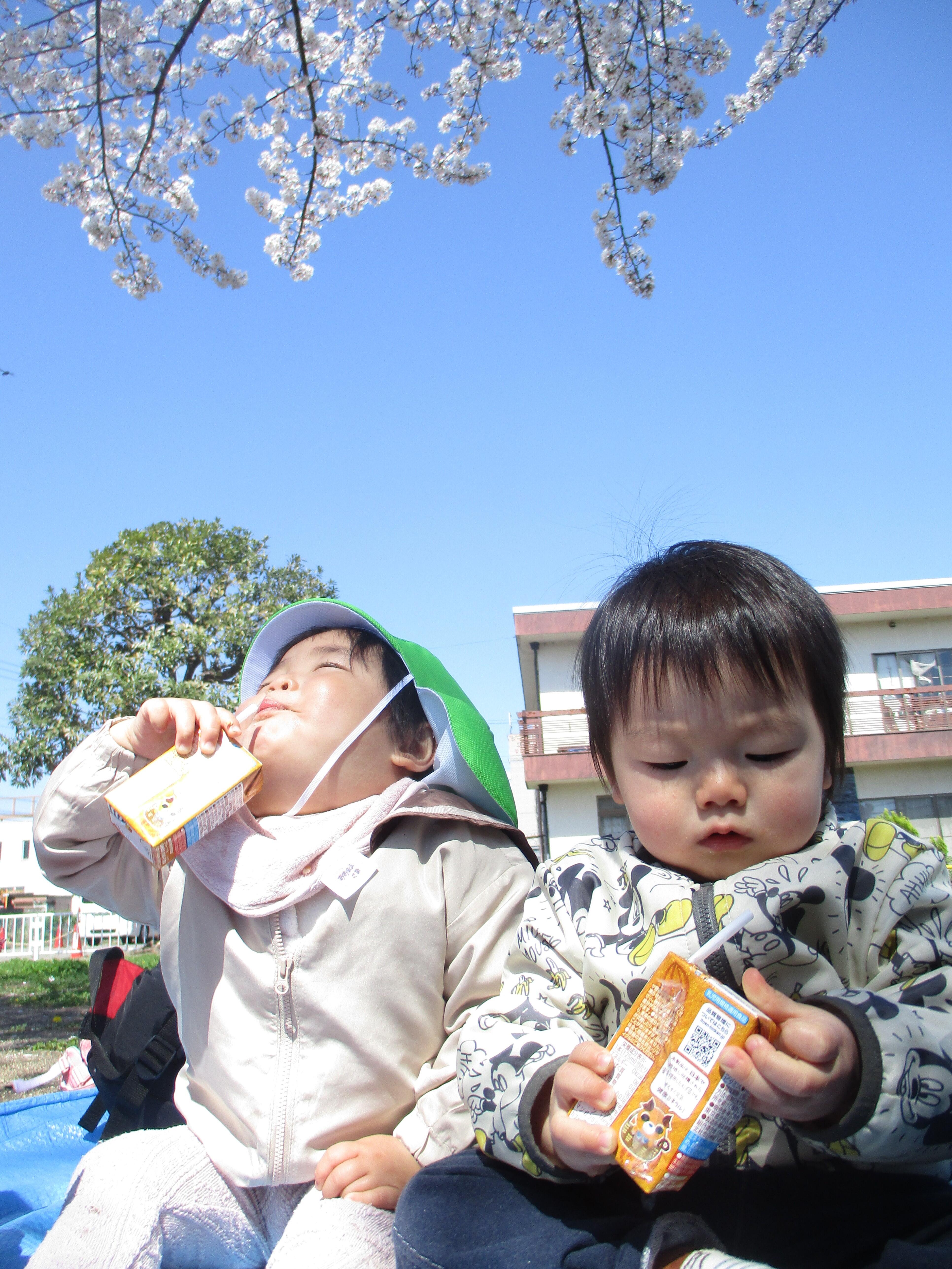 お花見日和