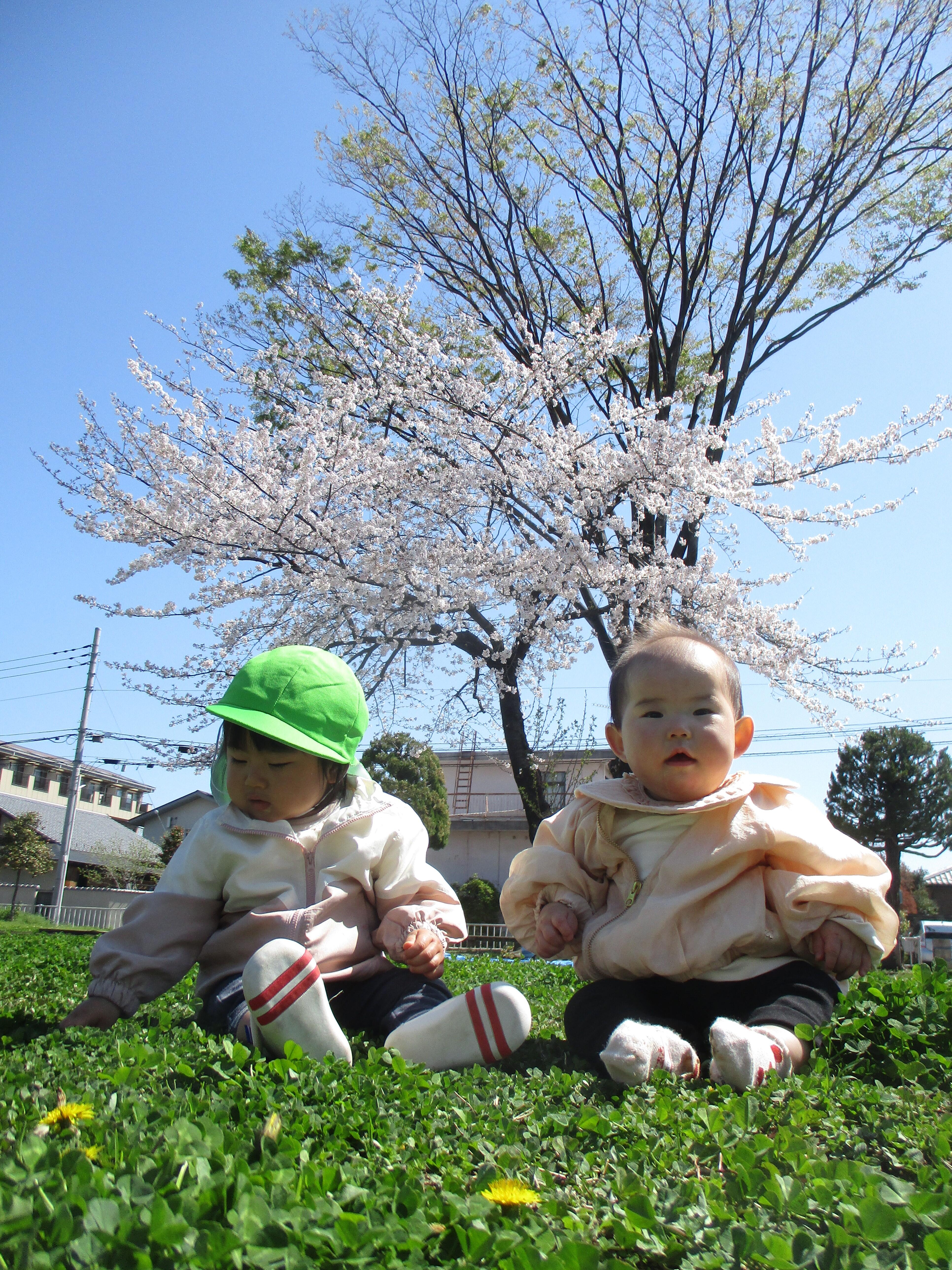 お花見日和だね♪