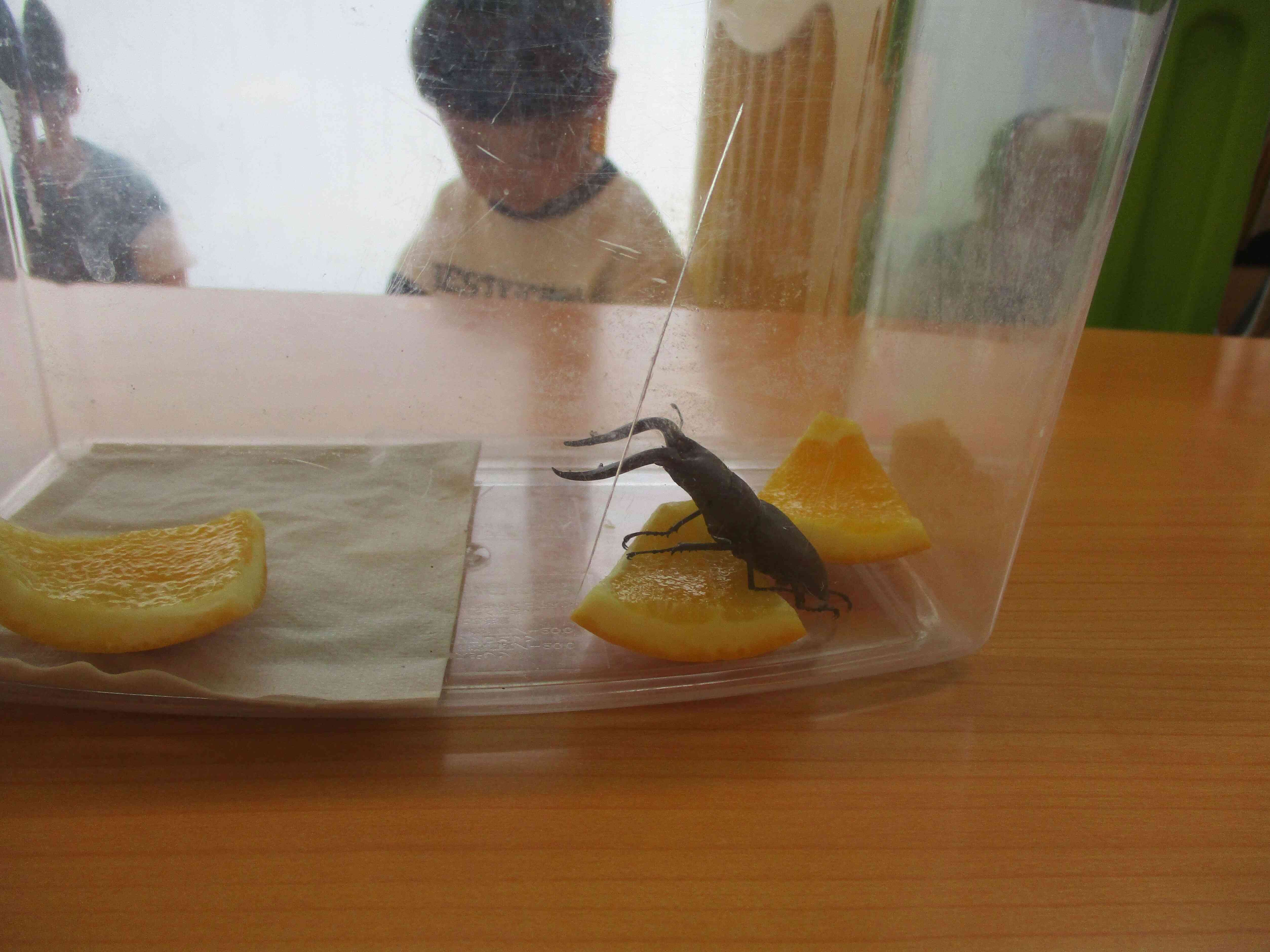 保育園にクワガタムシ？！