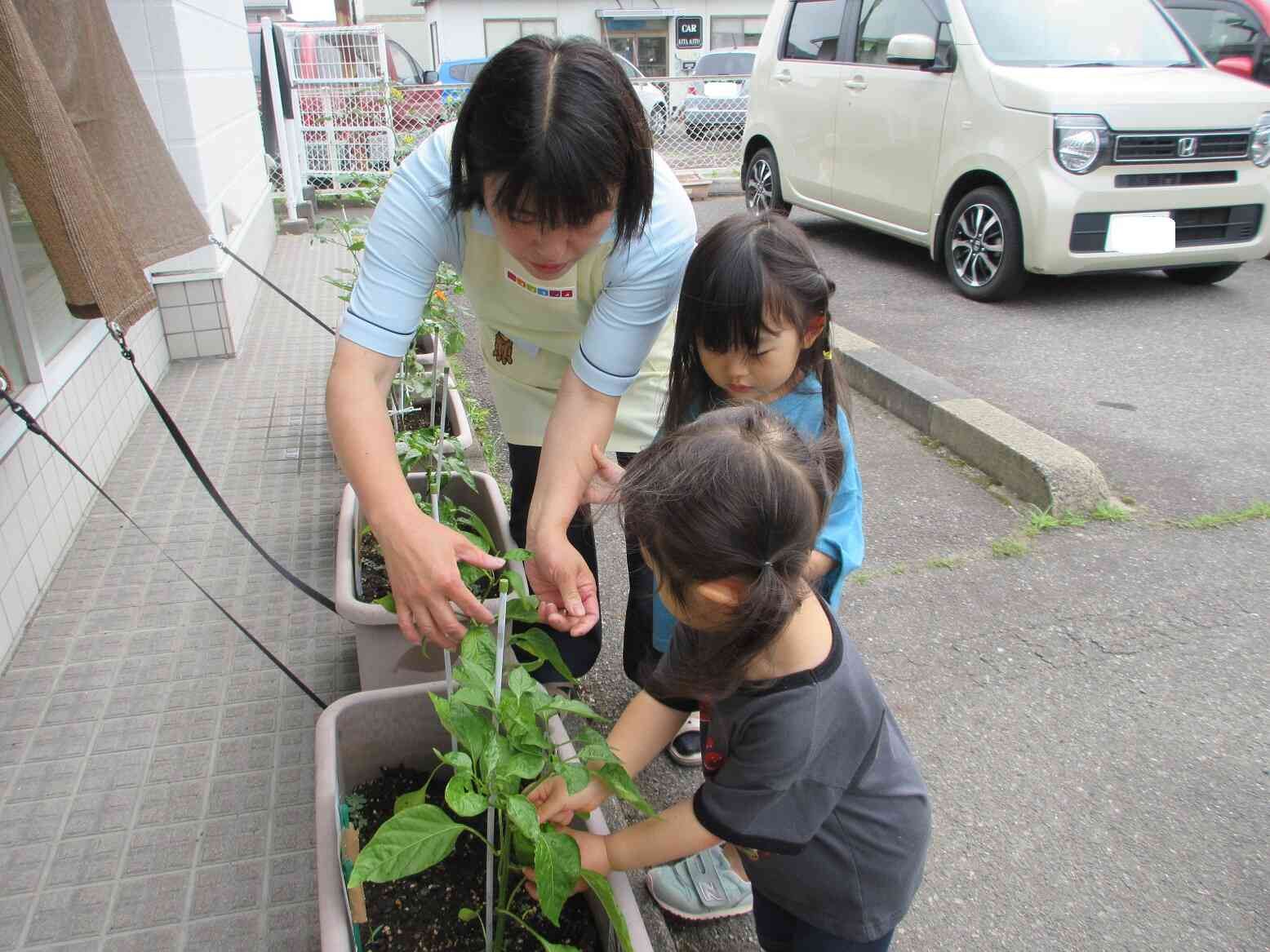 野菜の収穫