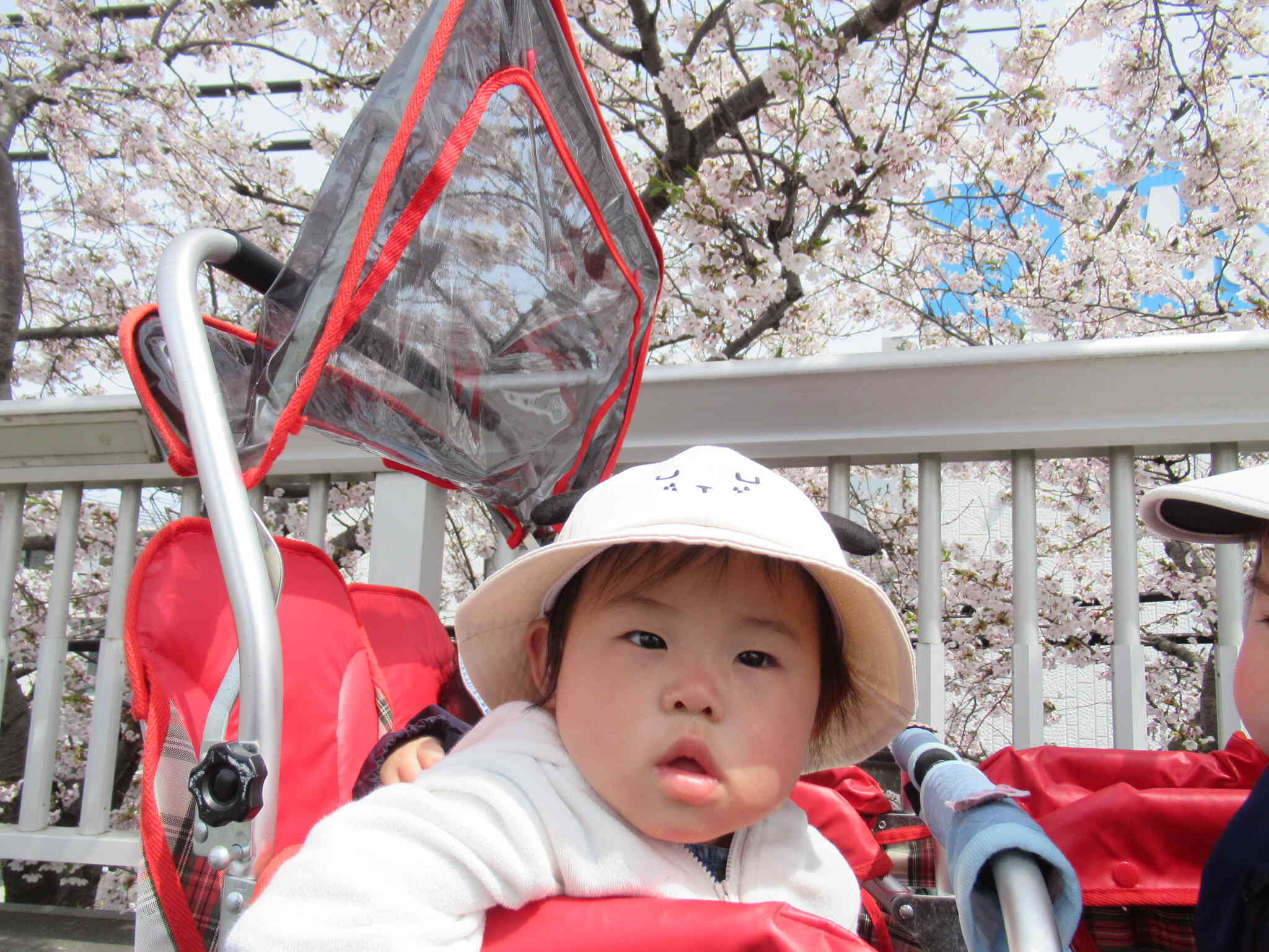 ０歳児のお花見