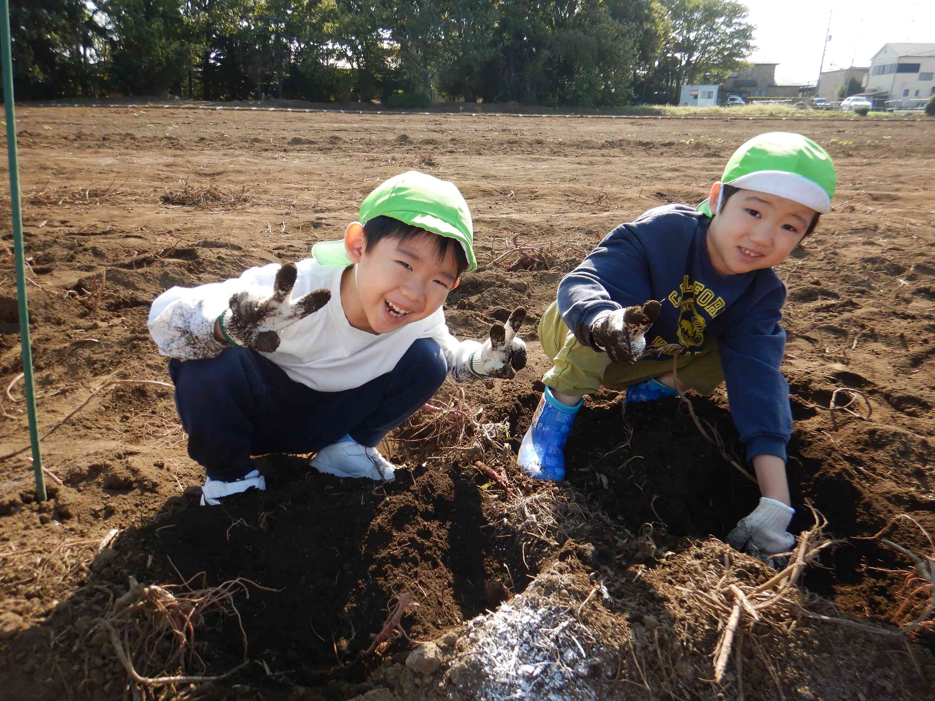 お芋掘り楽しい～☆
