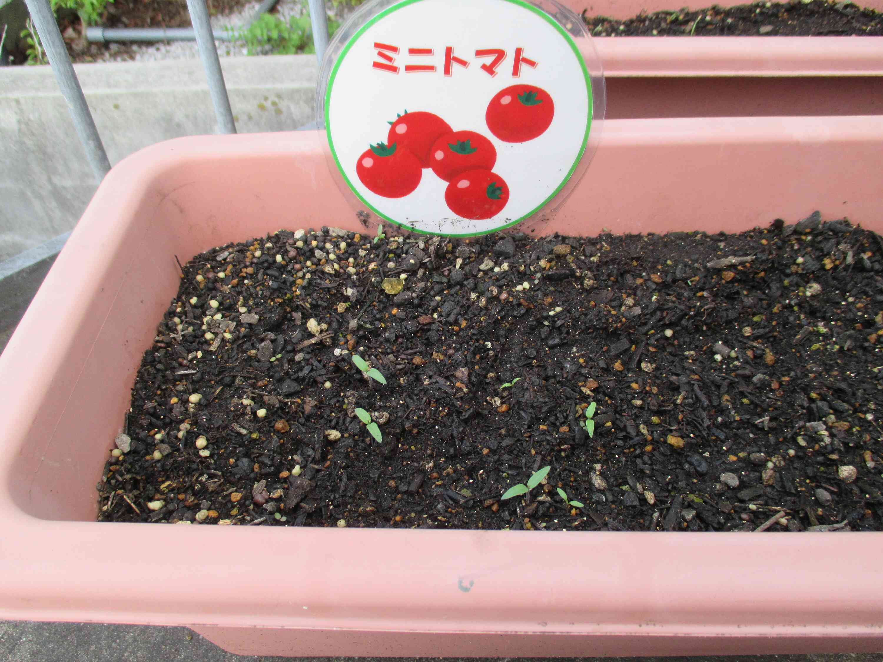 これからぐんぐん大きくなってね♪