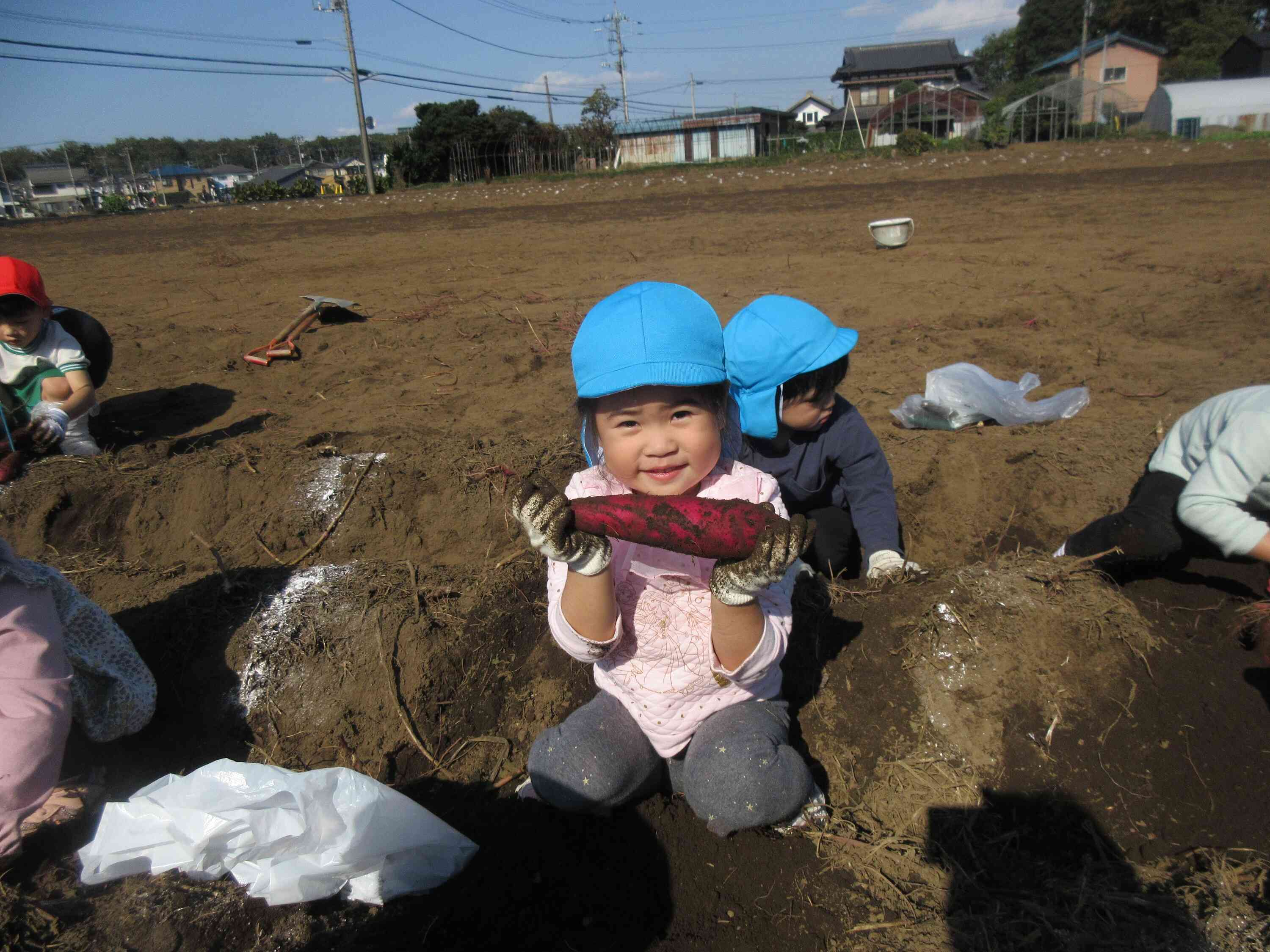 毎年恒例の芋ほり遠足