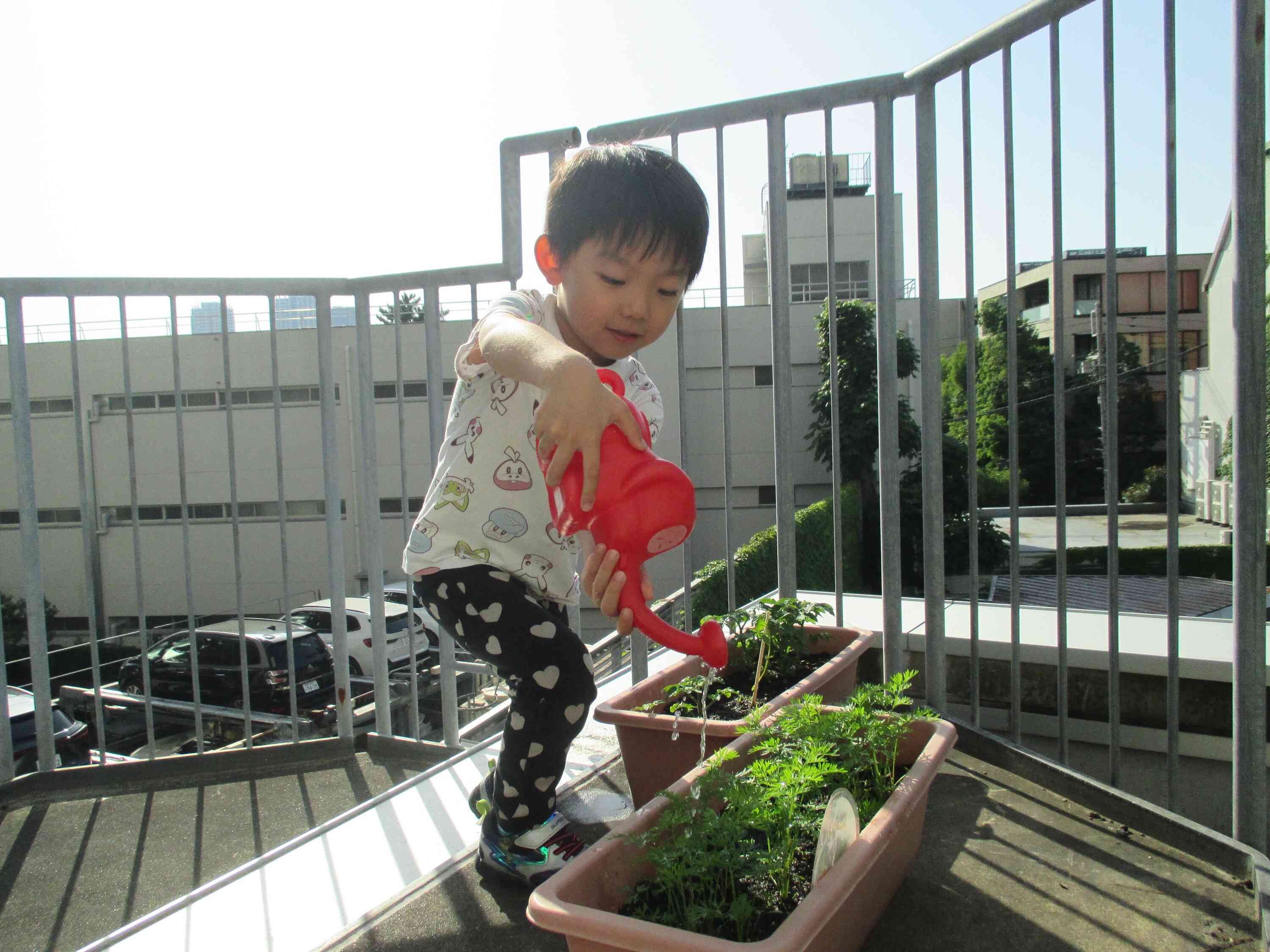 みんなで種をまいたトマトの実がなったよ！（4・5歳児 ぱんだ・きりん組）