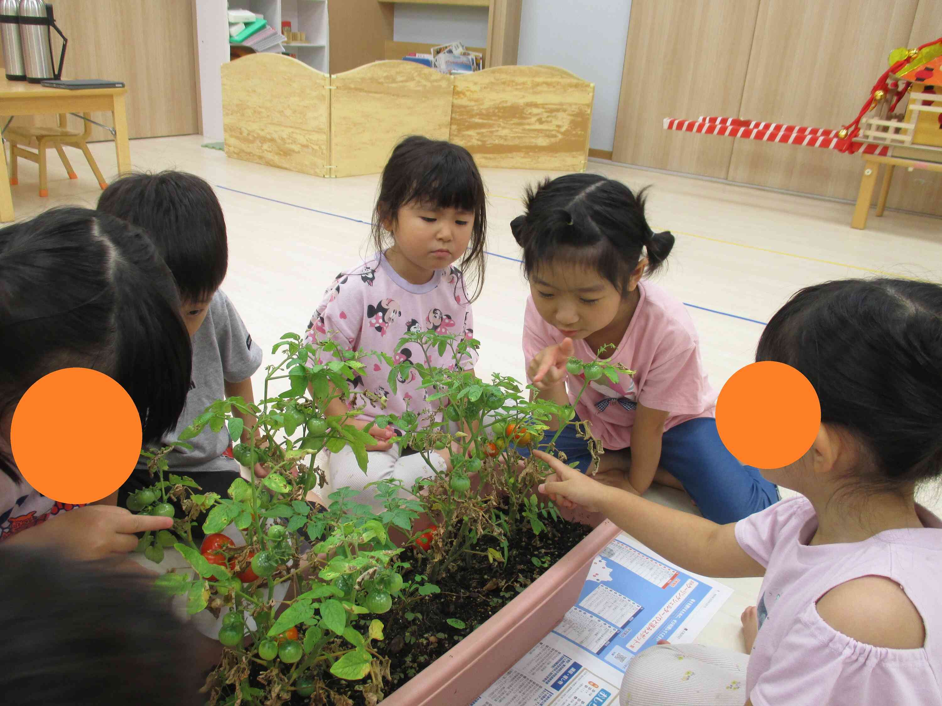 ミニトマトの収穫会と写生をしました（ぱんだ・きりん組 4・5歳児）