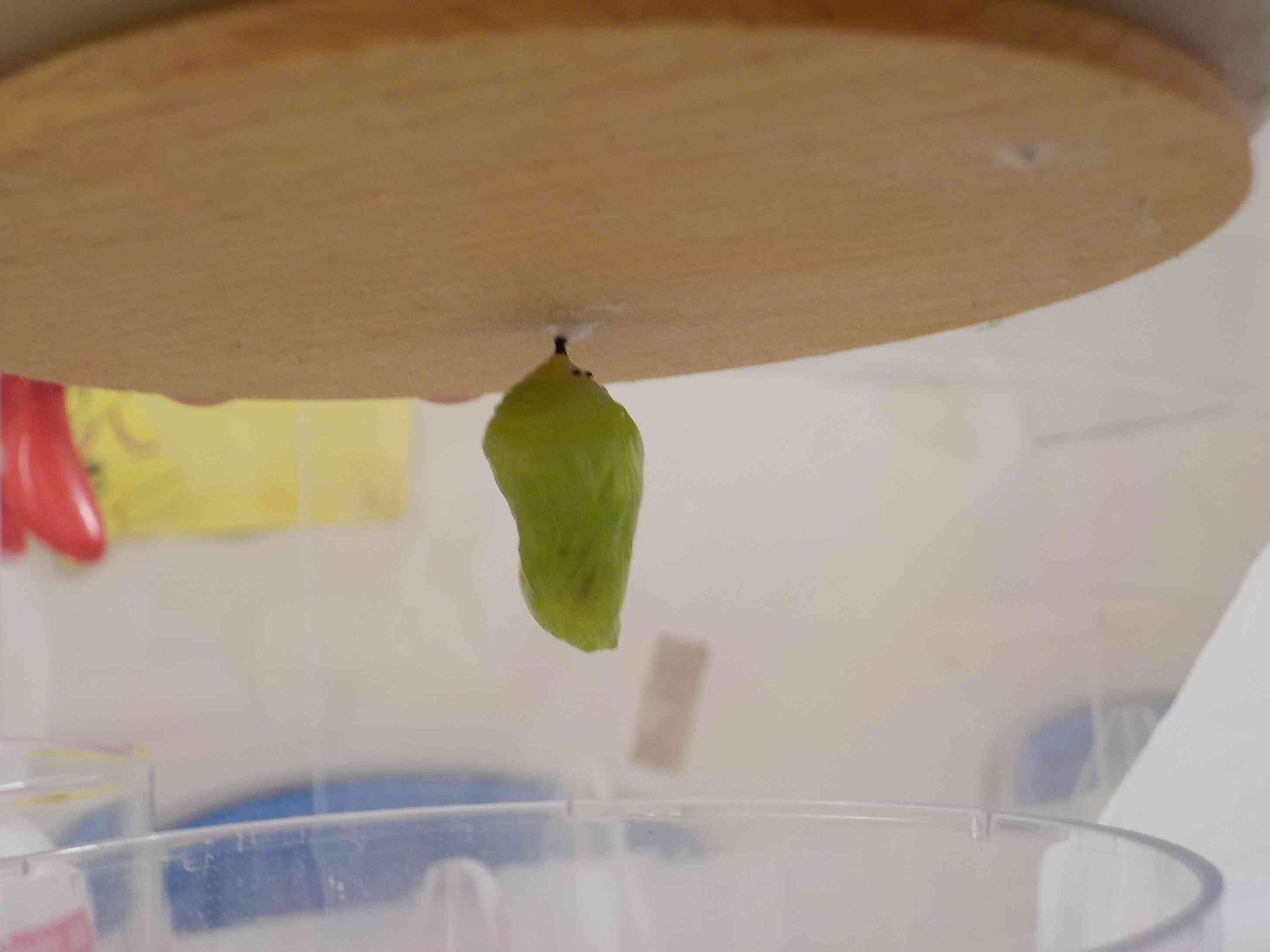 今年も「アサギマダラ」始まっています。