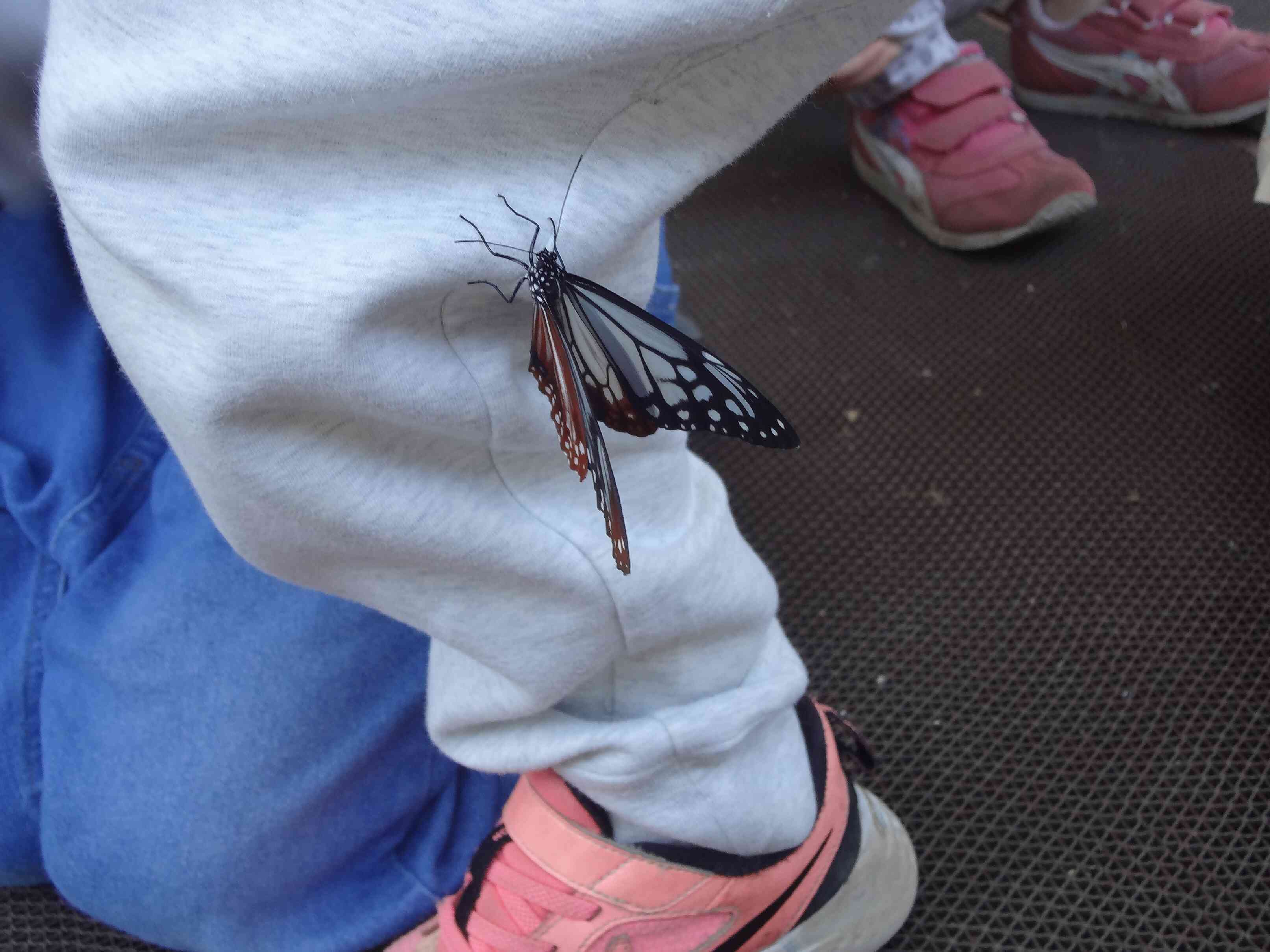 アサギマダラの放蝶