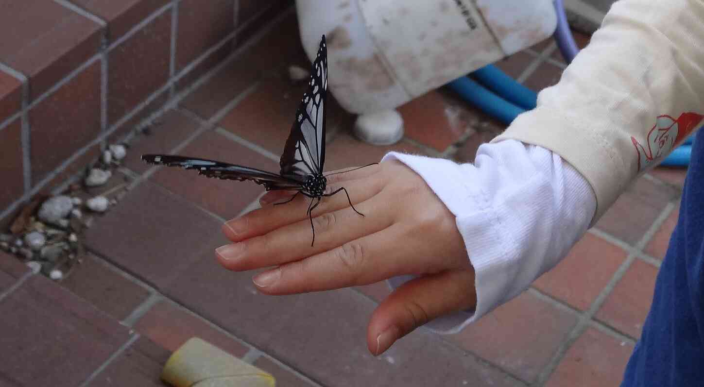 手乗りアサギマダラ体験