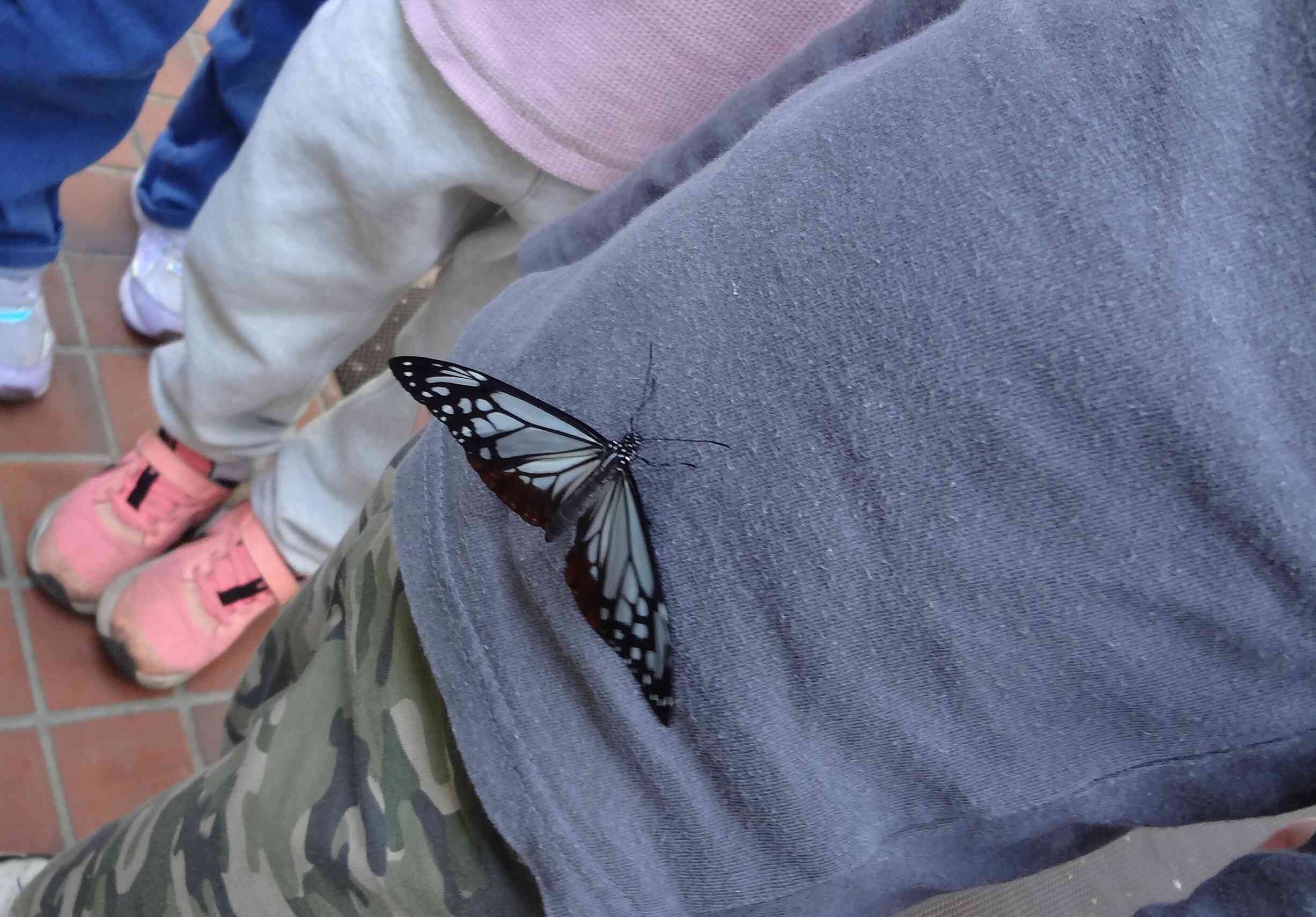 やっぱりみんなと居たいのかな