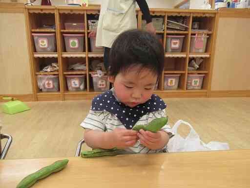そらまめの皮むき（どんなそらまめくんかなぁ～）