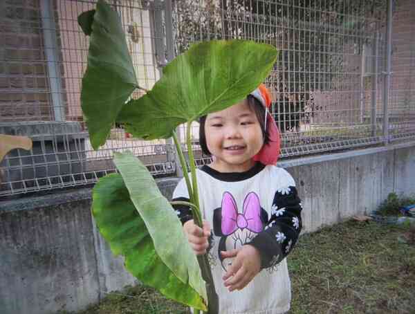 さといもの葉っぱを使って、遊びました。里芋の葉っぱは大きいね。葉っぱで顔を隠しているのはだあ～れ？