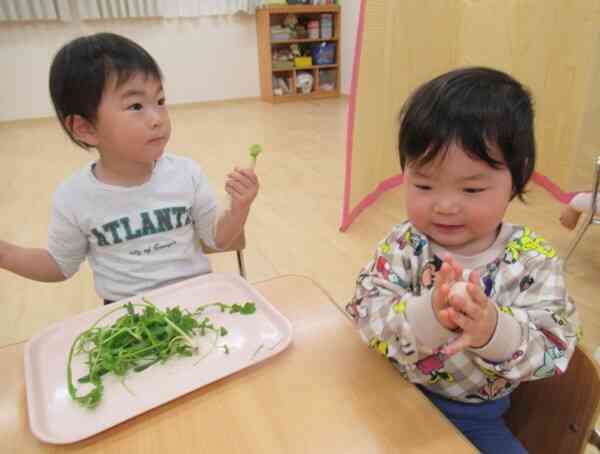 春の七草についてお話を聞いた後、七草のにおいをかいだり触って感触を味わいました。