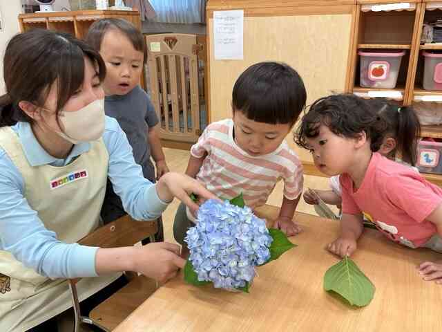 みんなで紫陽花の観察をしたよ♪
