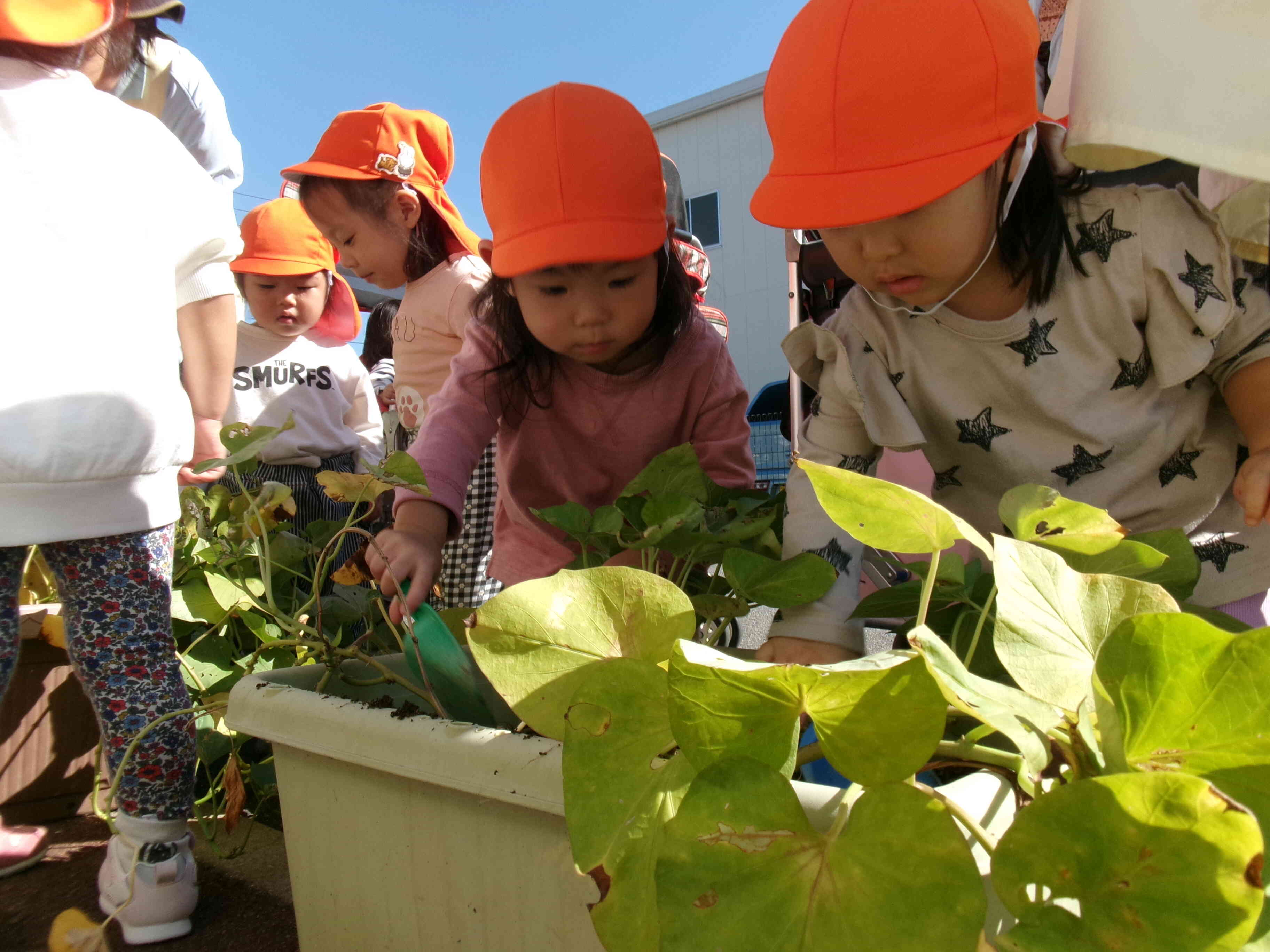 おいもさんどこかな？
