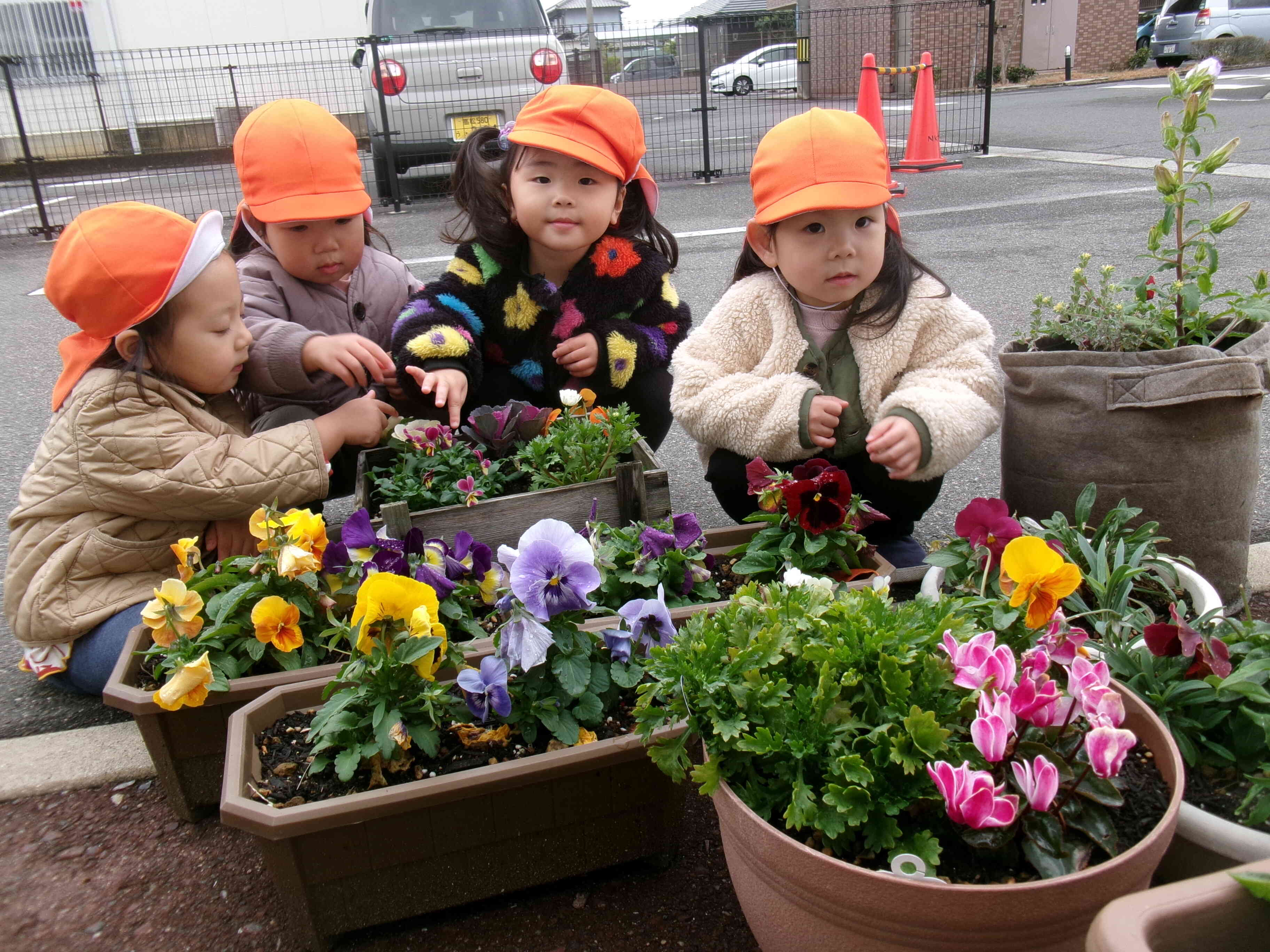 保育園で育てているお花、かわいいでしょ～