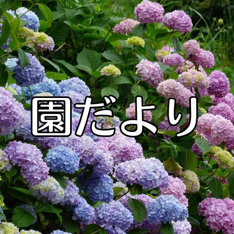 ６月　保育園だより