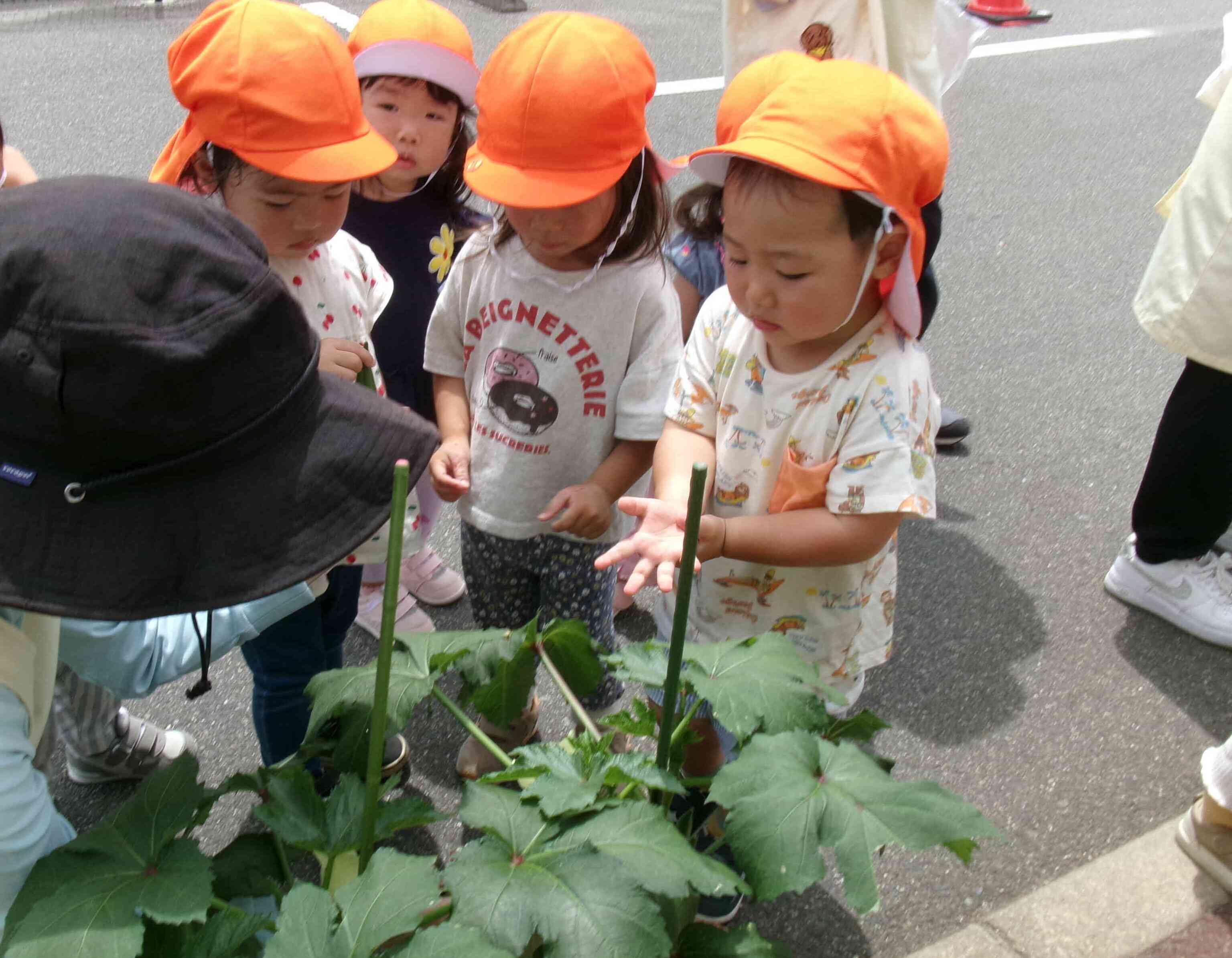 野菜を収穫したよ☆ 〜うさぎ・あひる組〜