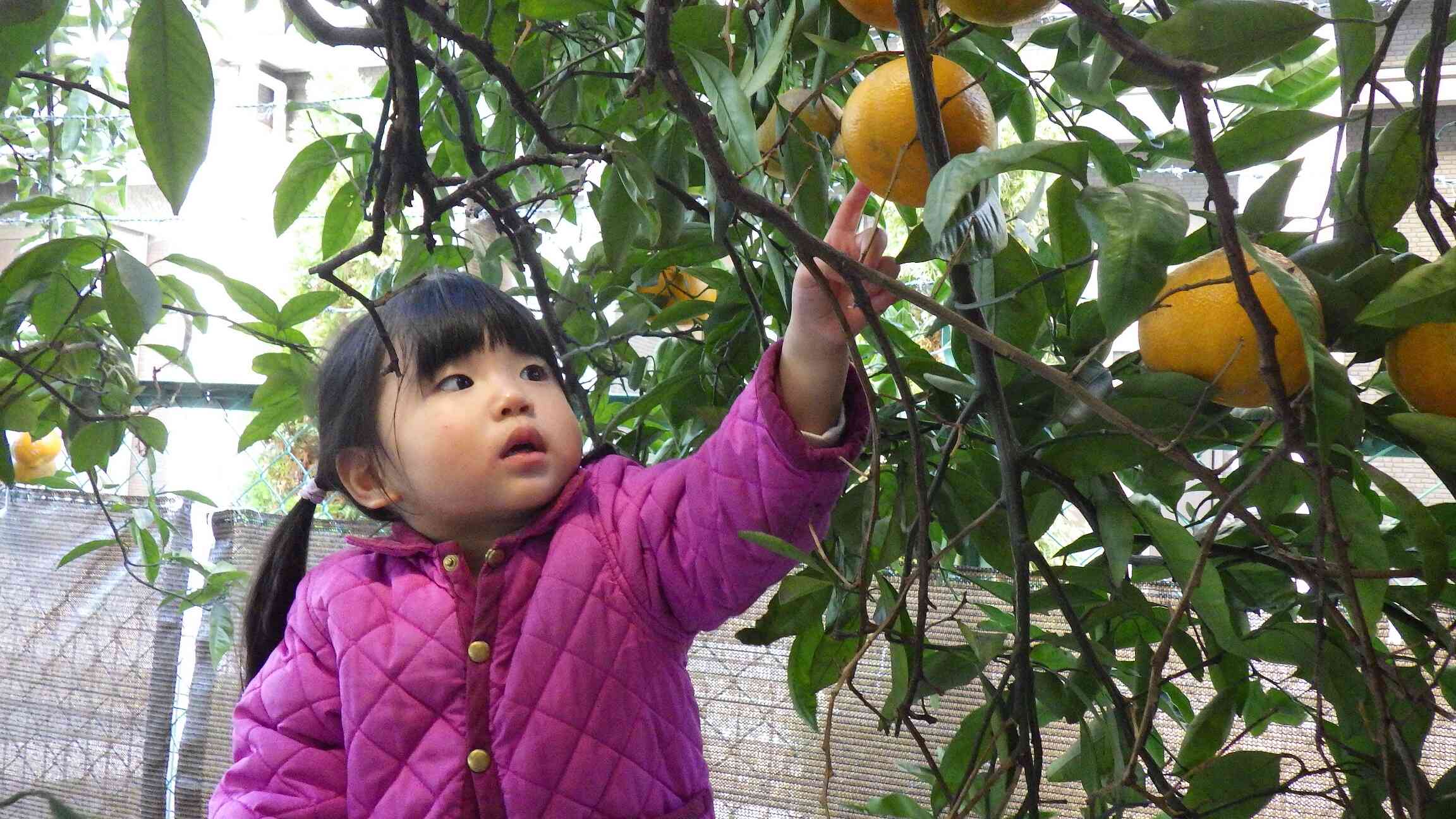 みんなでみかん狩りしたよ！