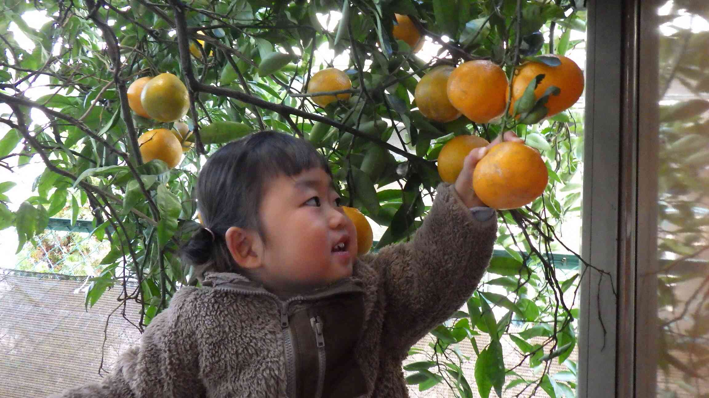 自分でみかん採れたよ！！