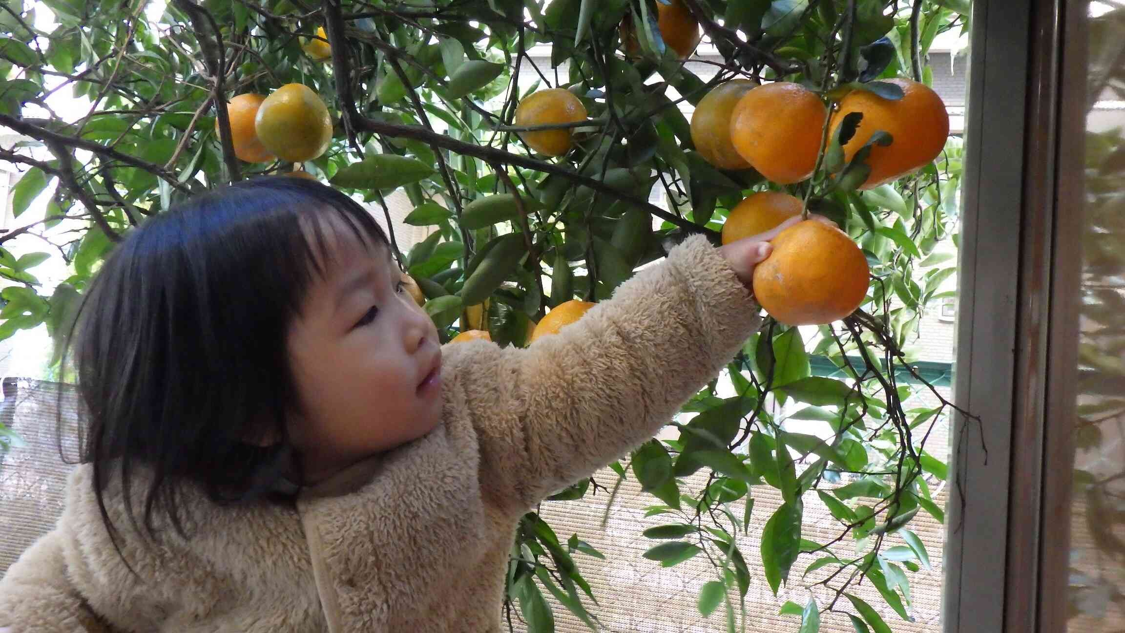 大きいみかんだね(*^-^*)