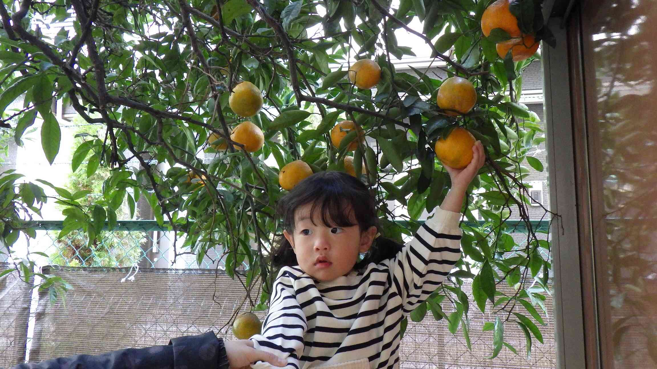 とても甘くておいしいみかんでした♪