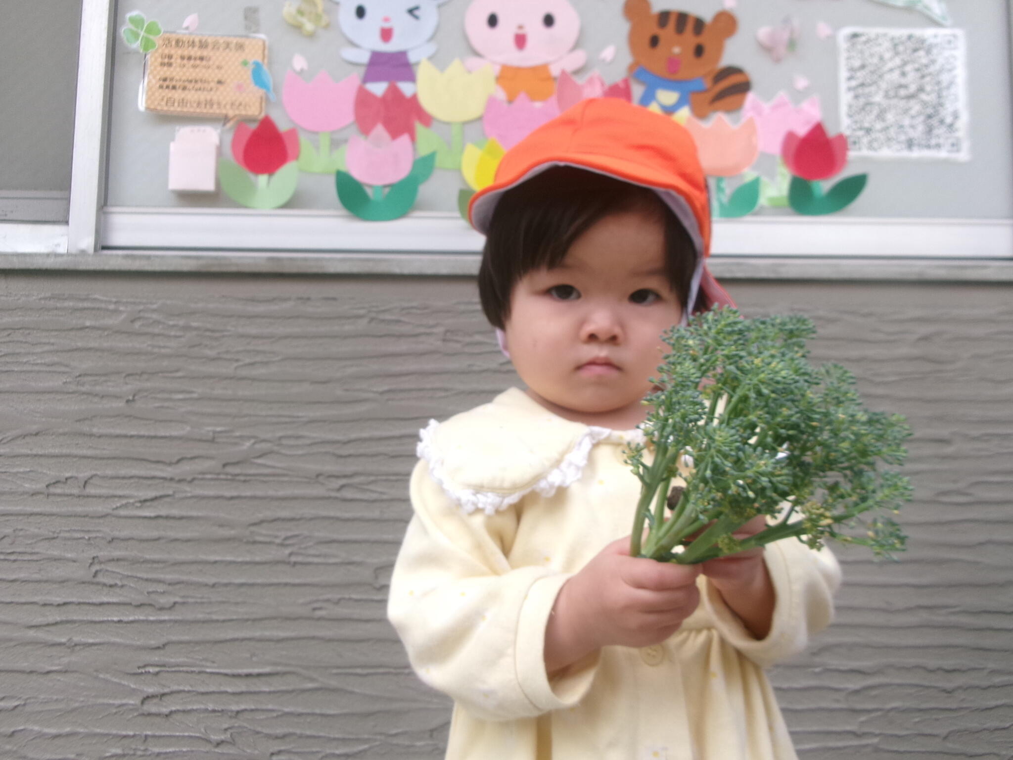 大きく育ったブロッコリー！手に持ってみると少し重たかったようで、びっくりしている子もいました。