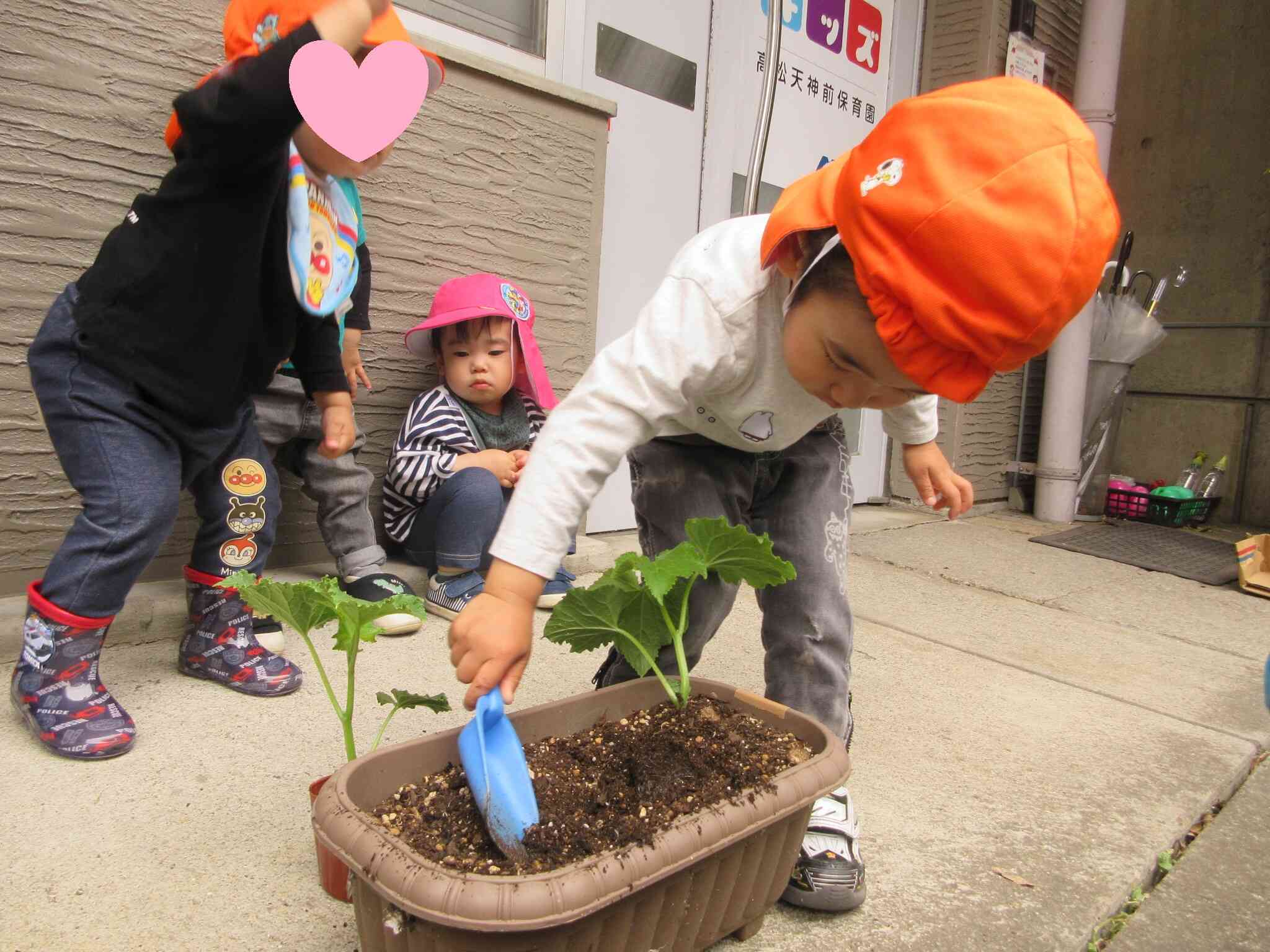 きゅうりの苗を植えるよ！