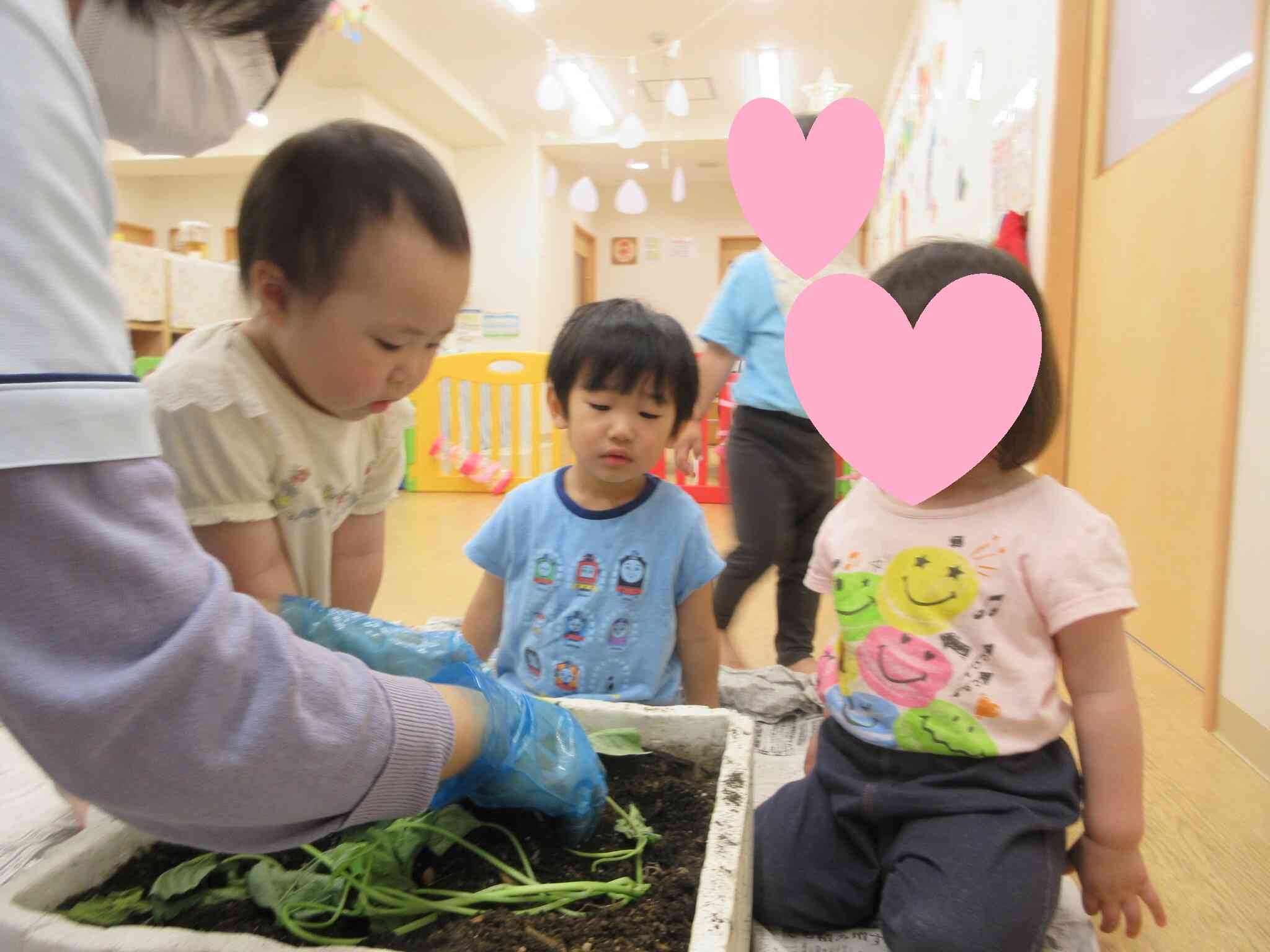 さつまいもさん、大きくなあれ!