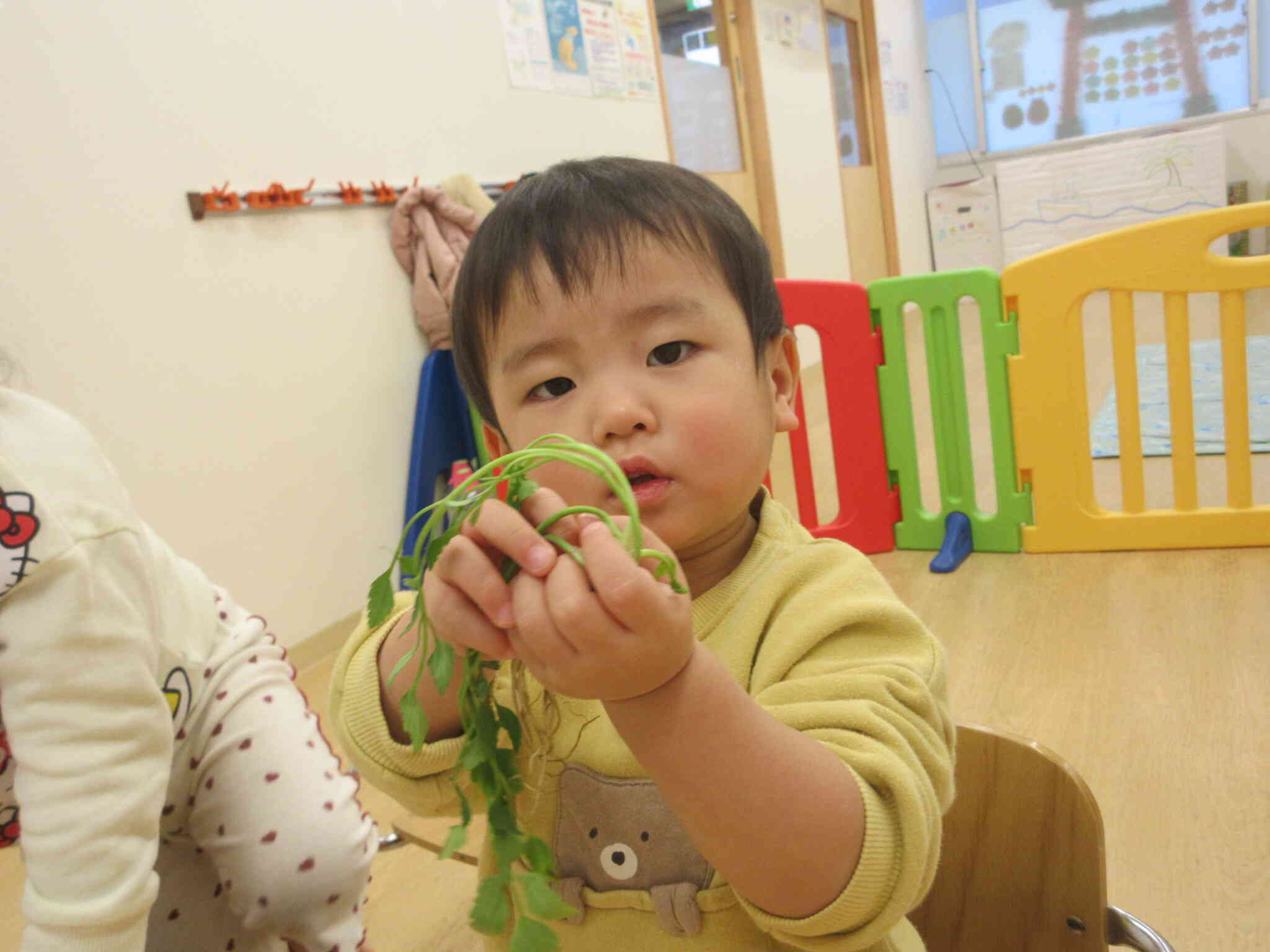 かるたの絵と同じ七草を見つけたよ！