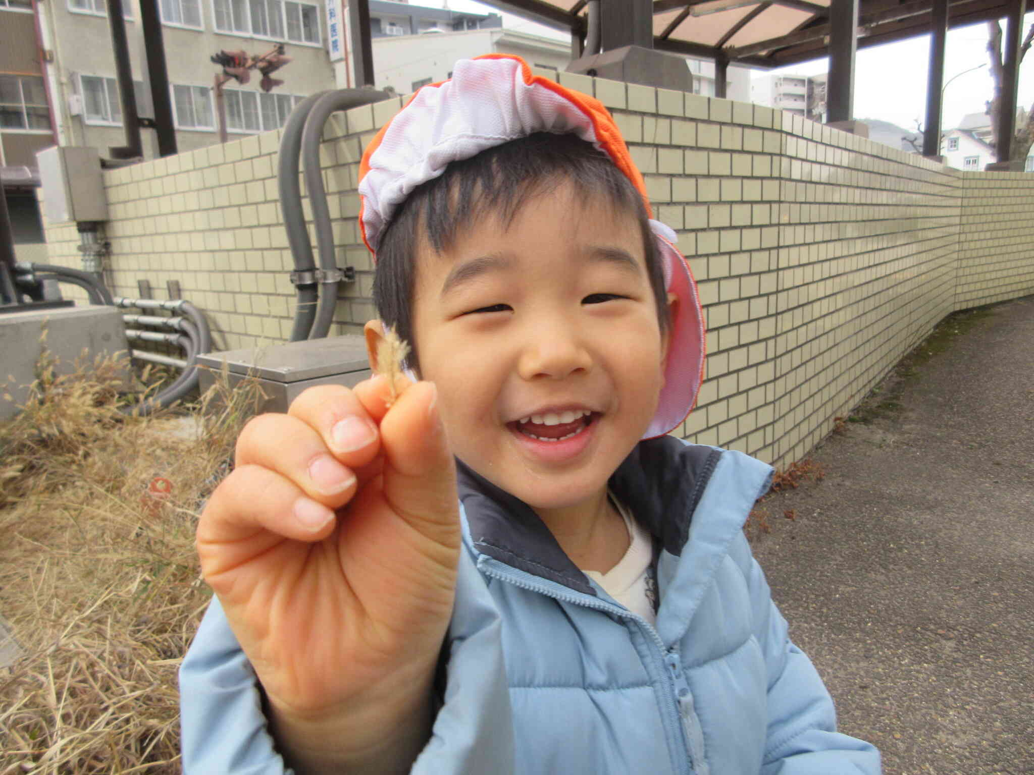 猫じゃらしや葉っぱを見つけたよ♪