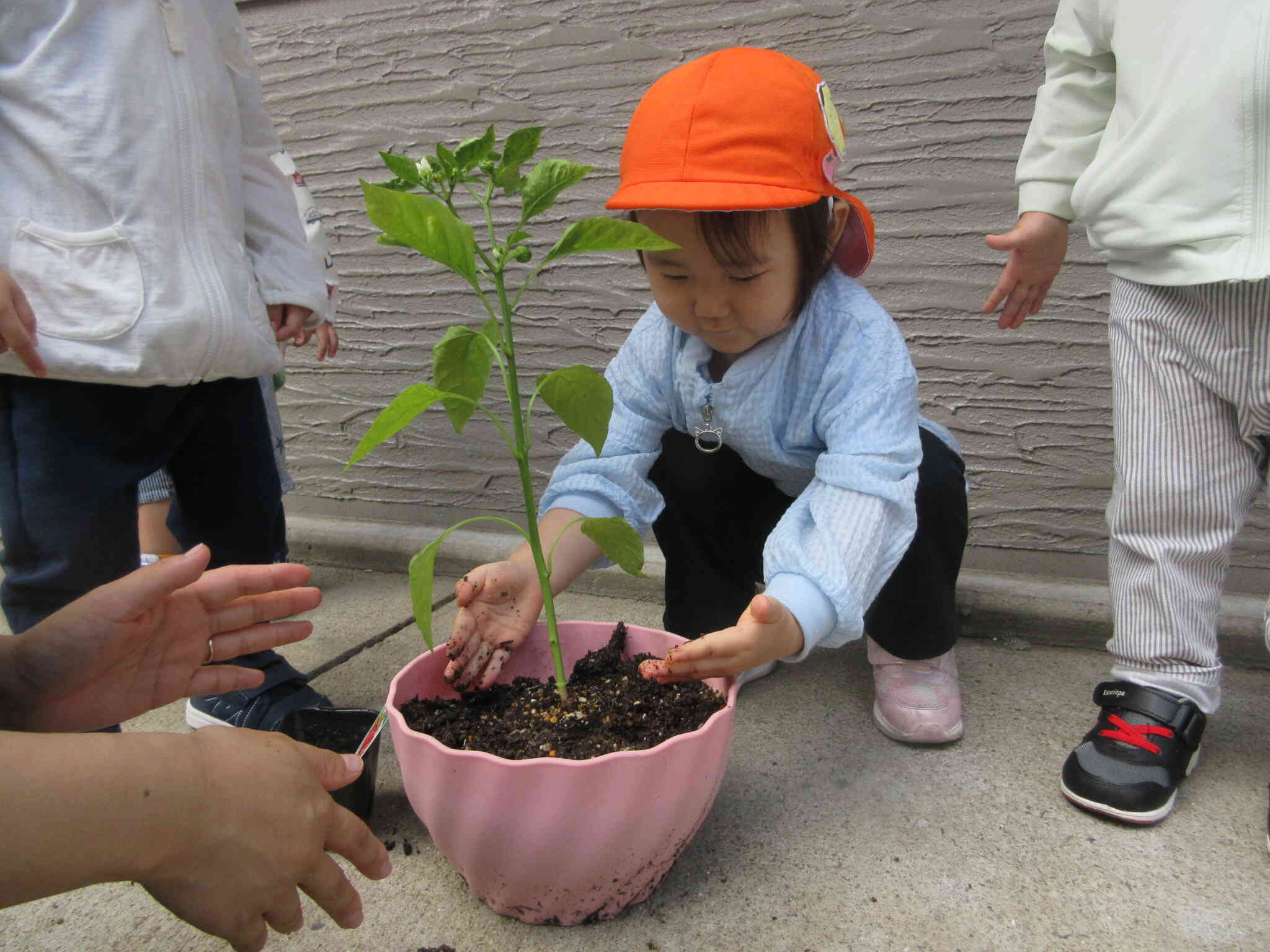 野菜の苗を植えたよ！（２歳児　うさぎ組）
