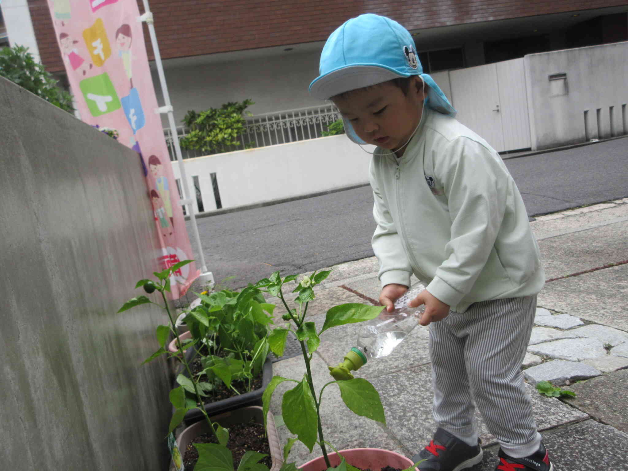 水やりの様子です！