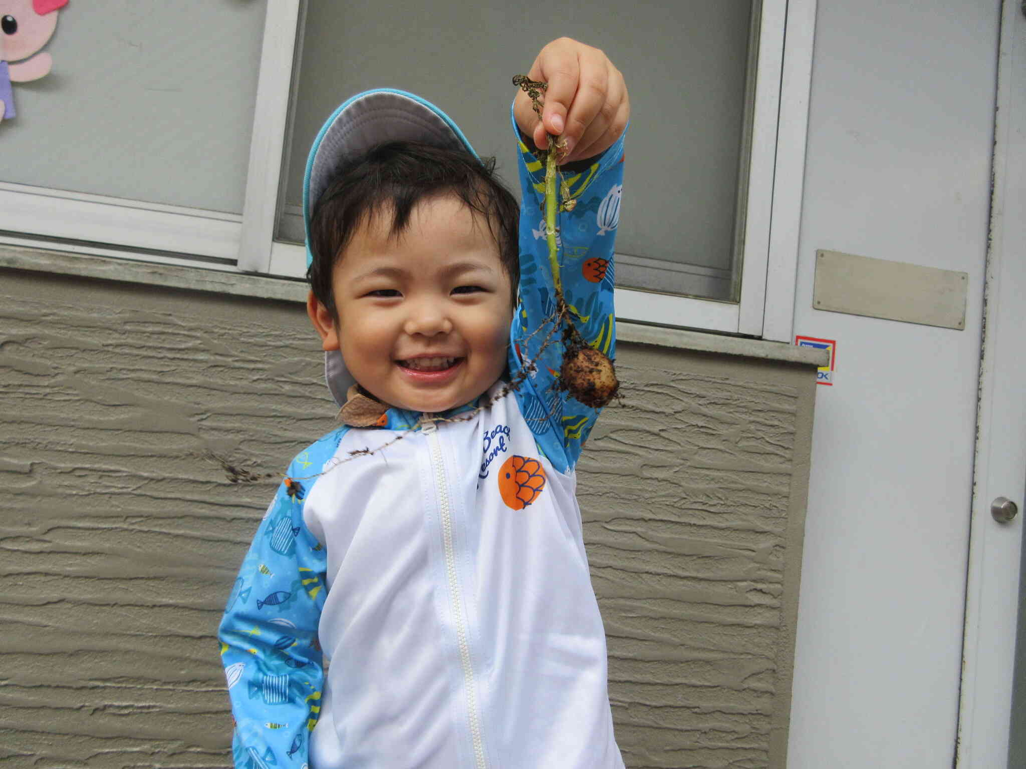じゃがいもを収穫したよ！（2歳児　うさぎ組）