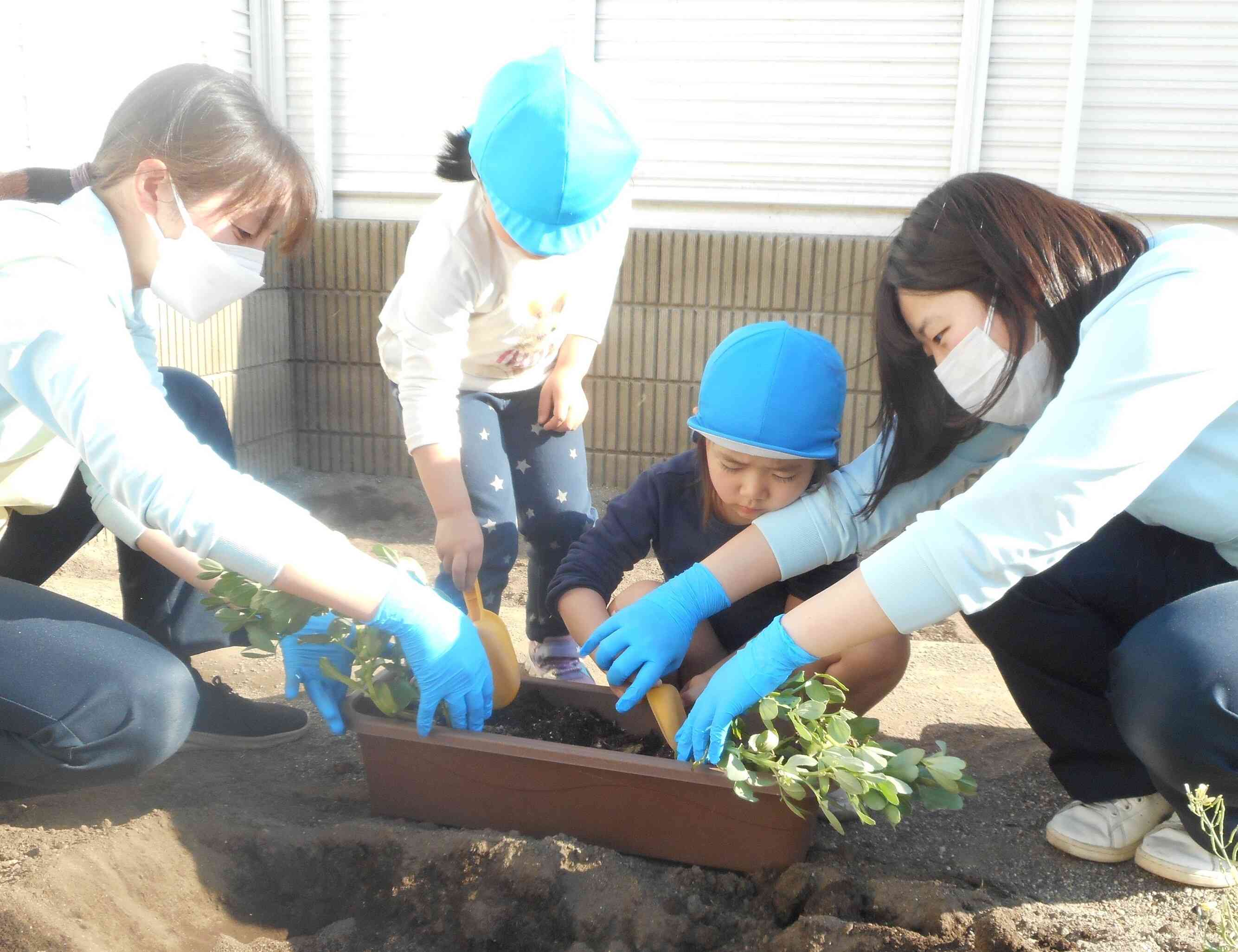 そら豆を植えたよ！