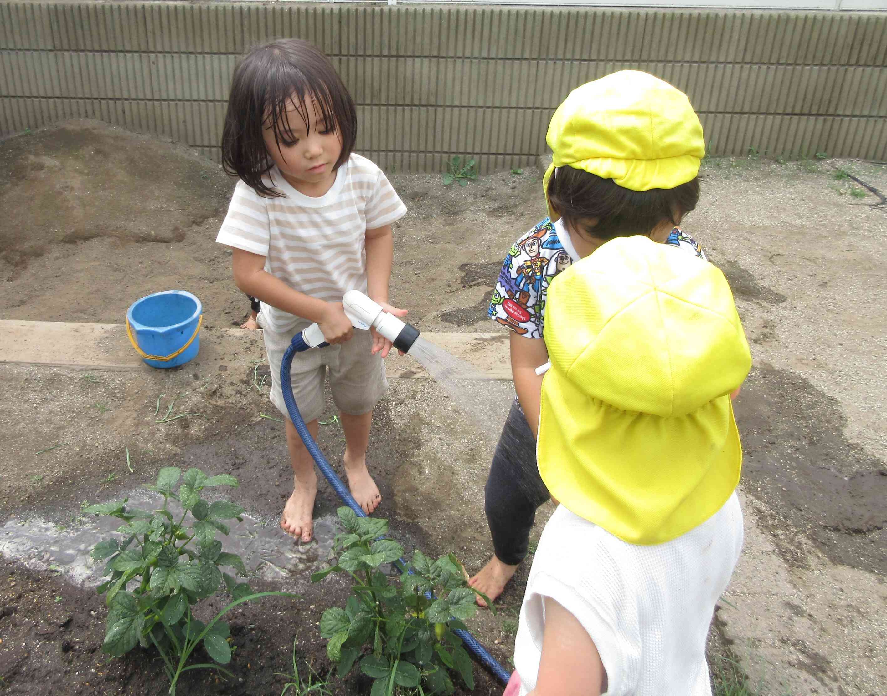 みんなで仲良く水やり♪♪おおきくなぁれ！