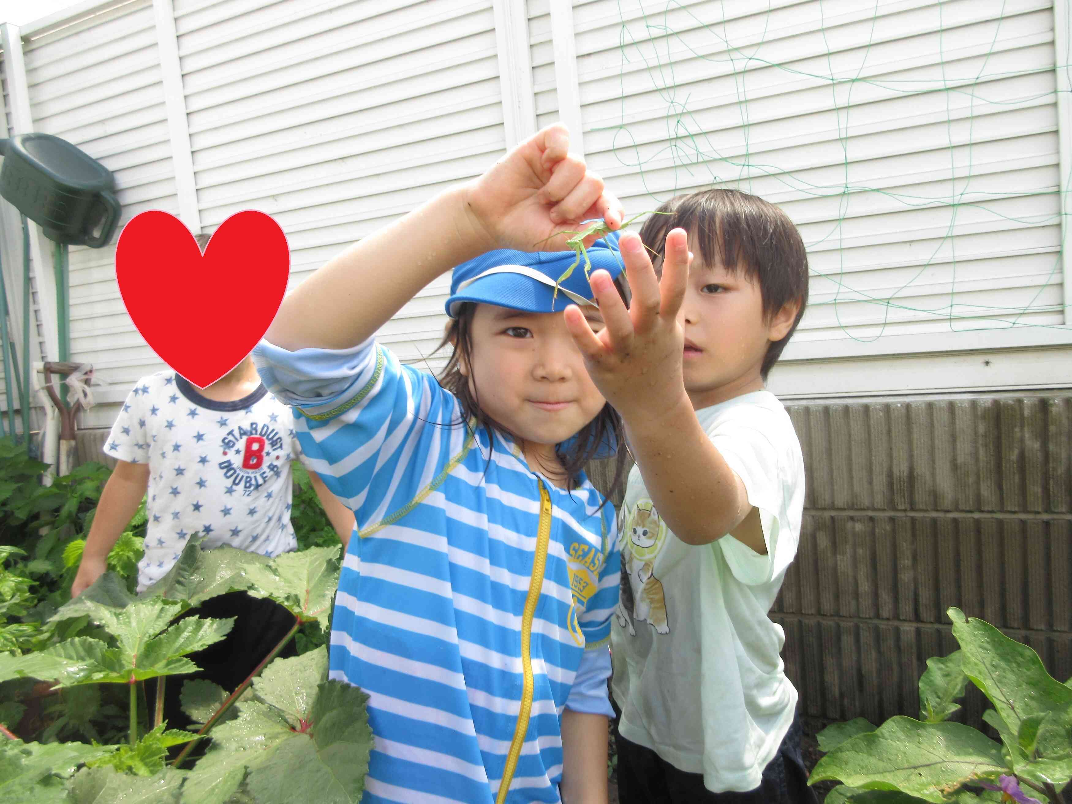 カマキリを見つけたよ♪