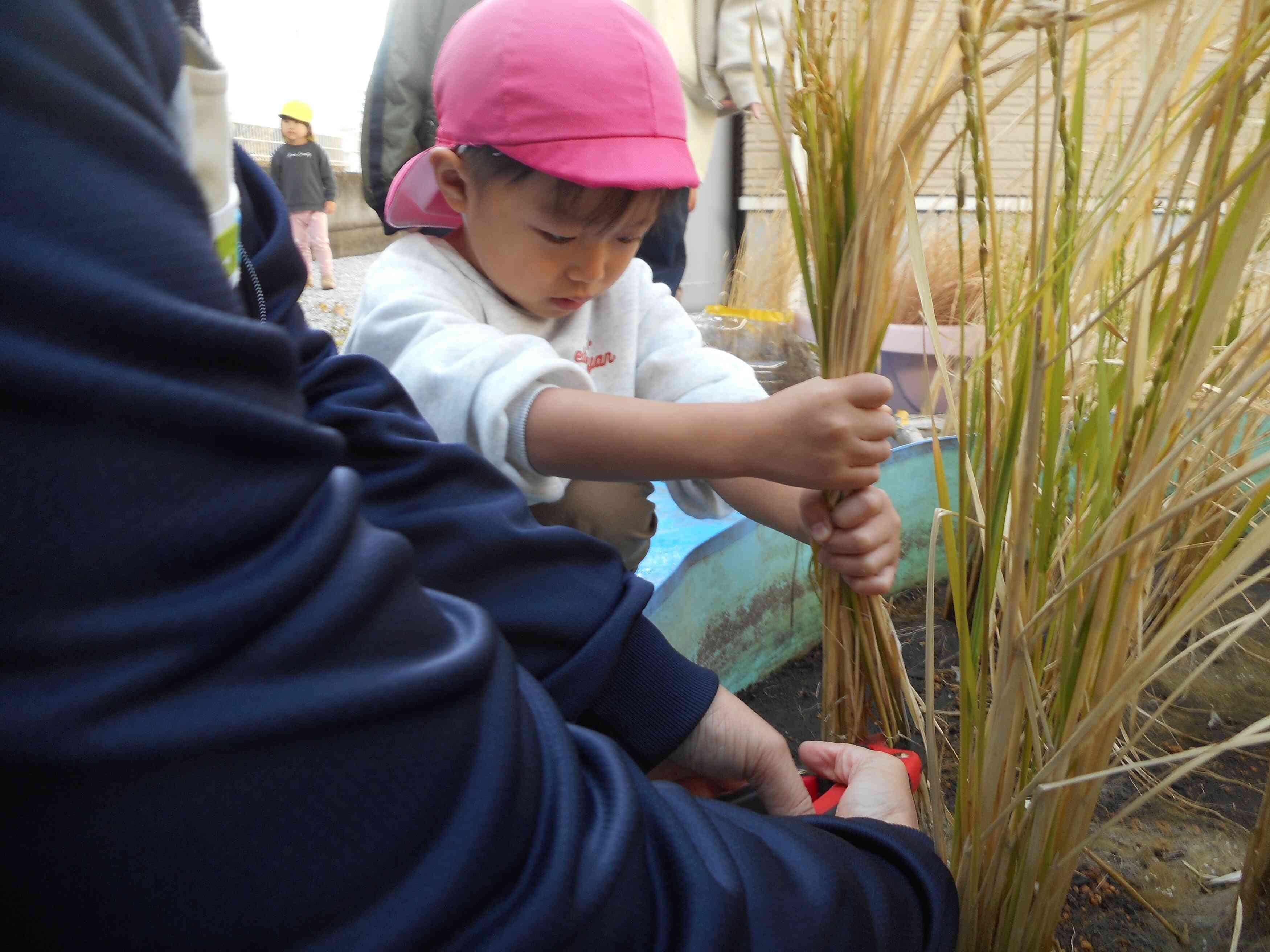 どの稲にしようかな♪