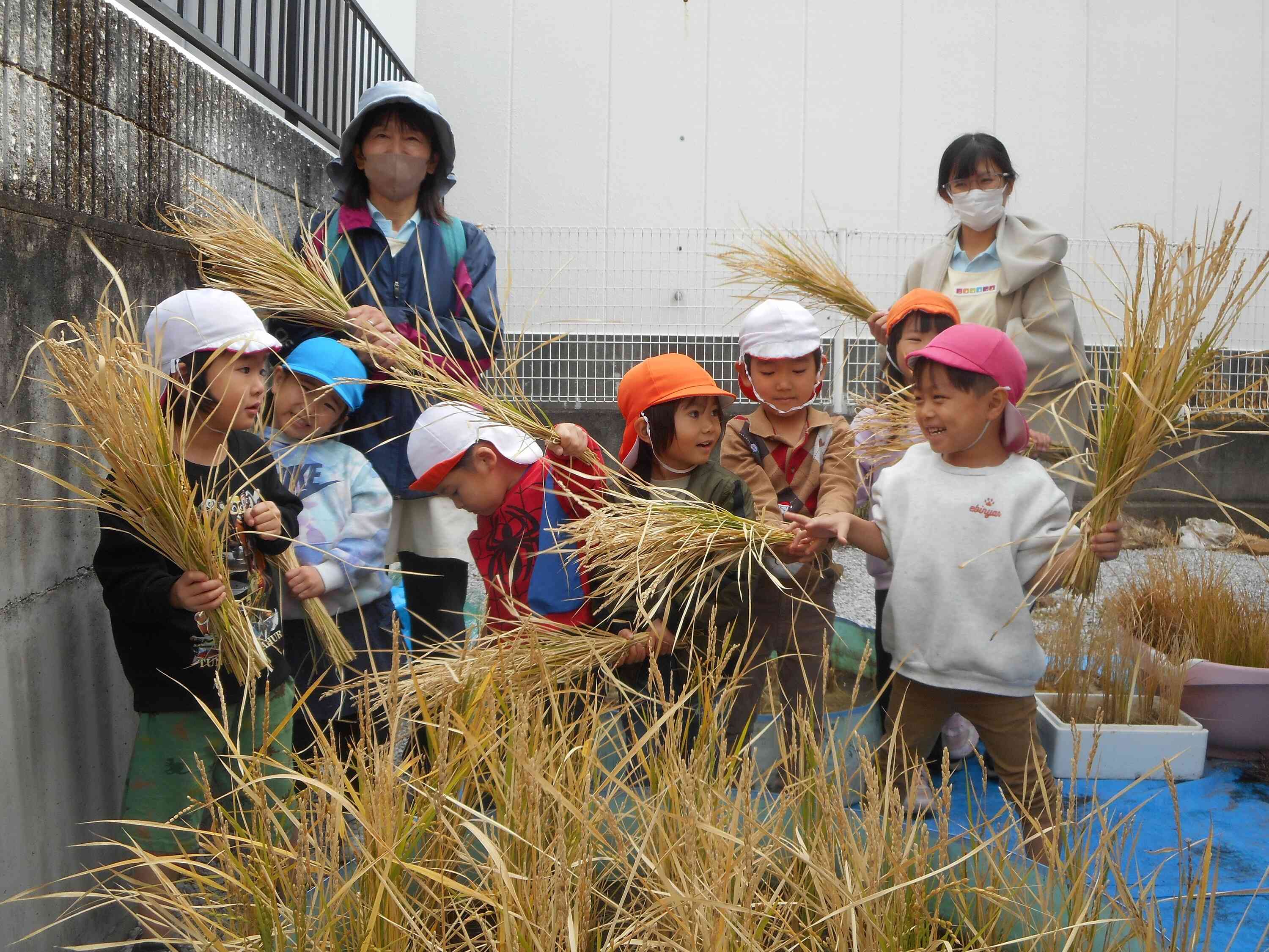 以上児クラスの稲刈り