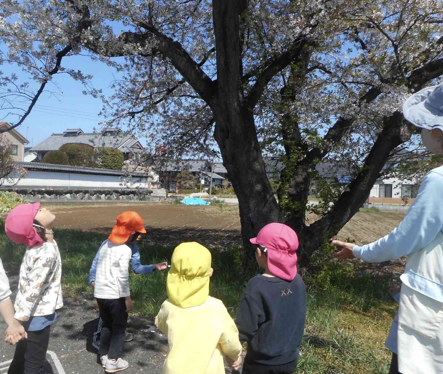 桜と遊ぶ子どもたち♡