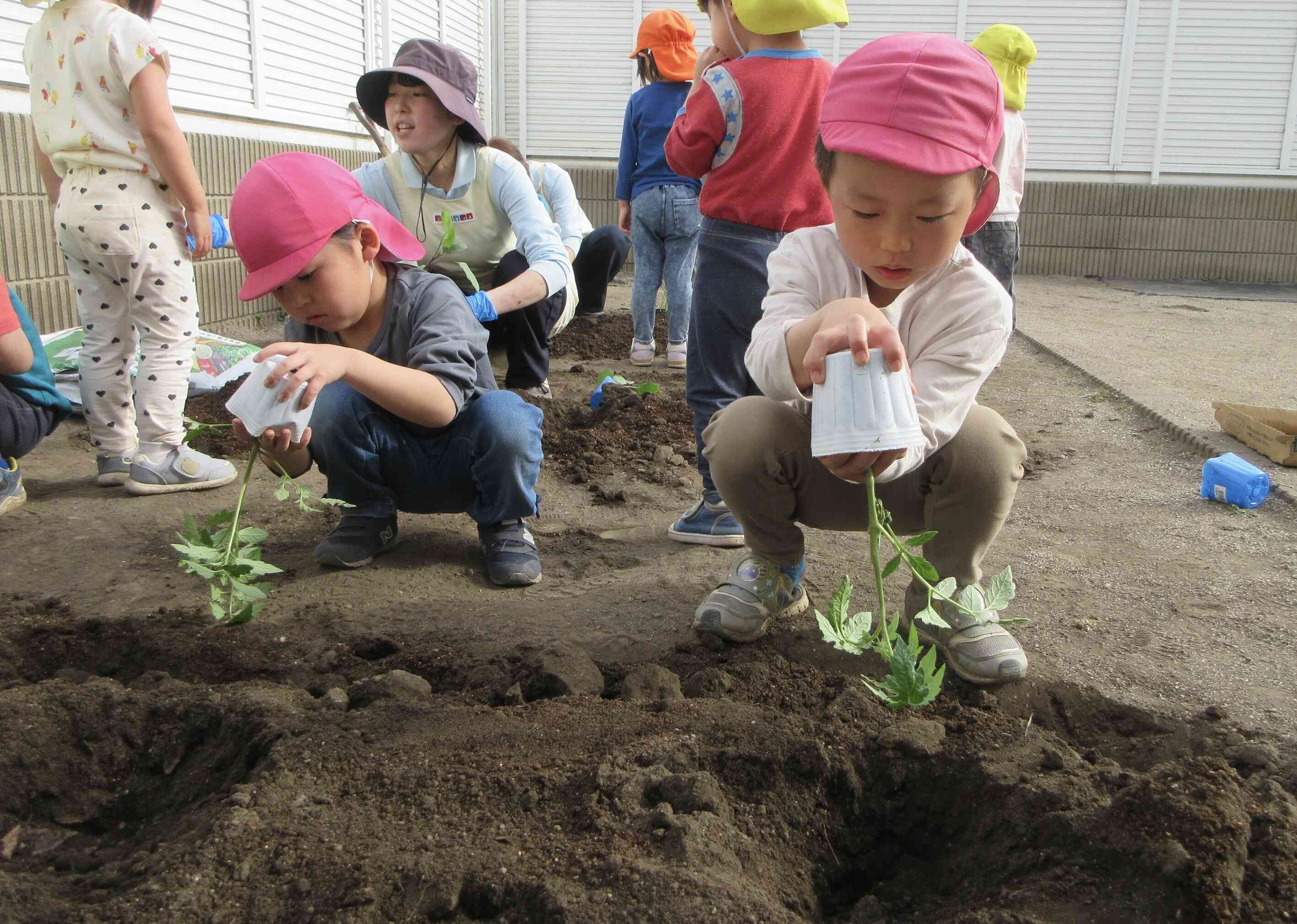 野菜の苗を植えたよ！