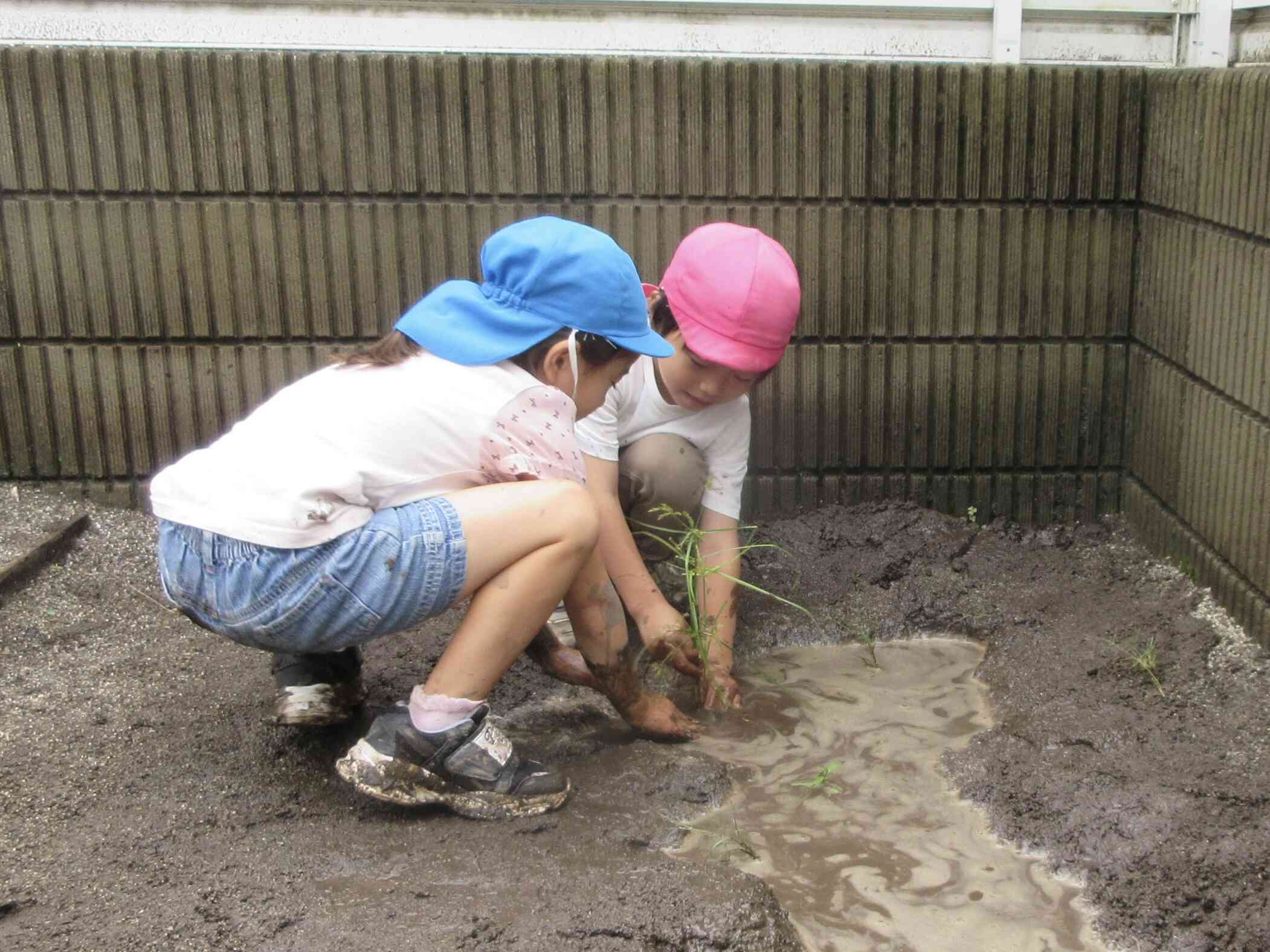 田植えみたい！