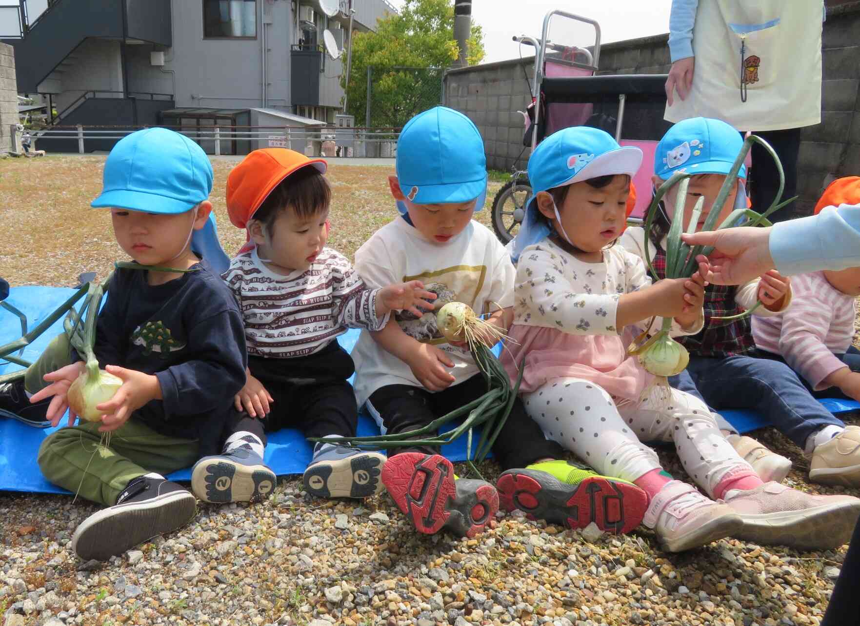 ５月１日　玉ねぎ掘り☆