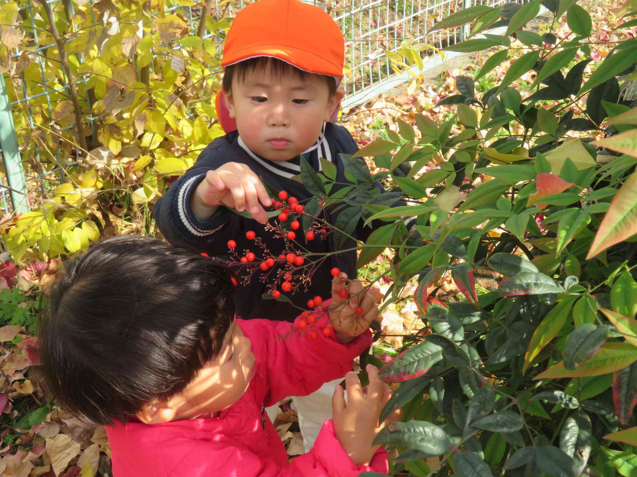 赤い実を見つけたよ〜