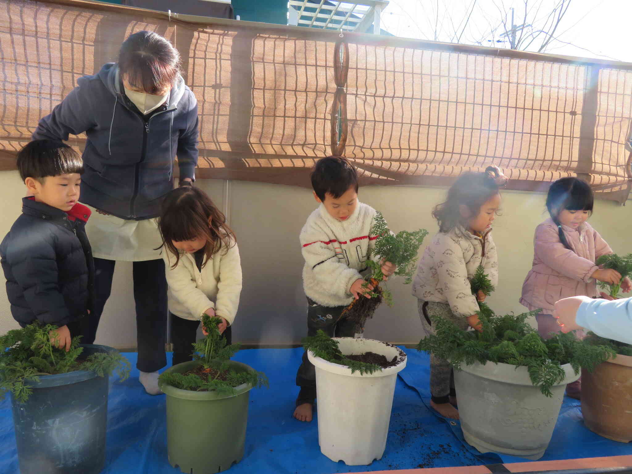 にんじんの収穫体験⭐︎