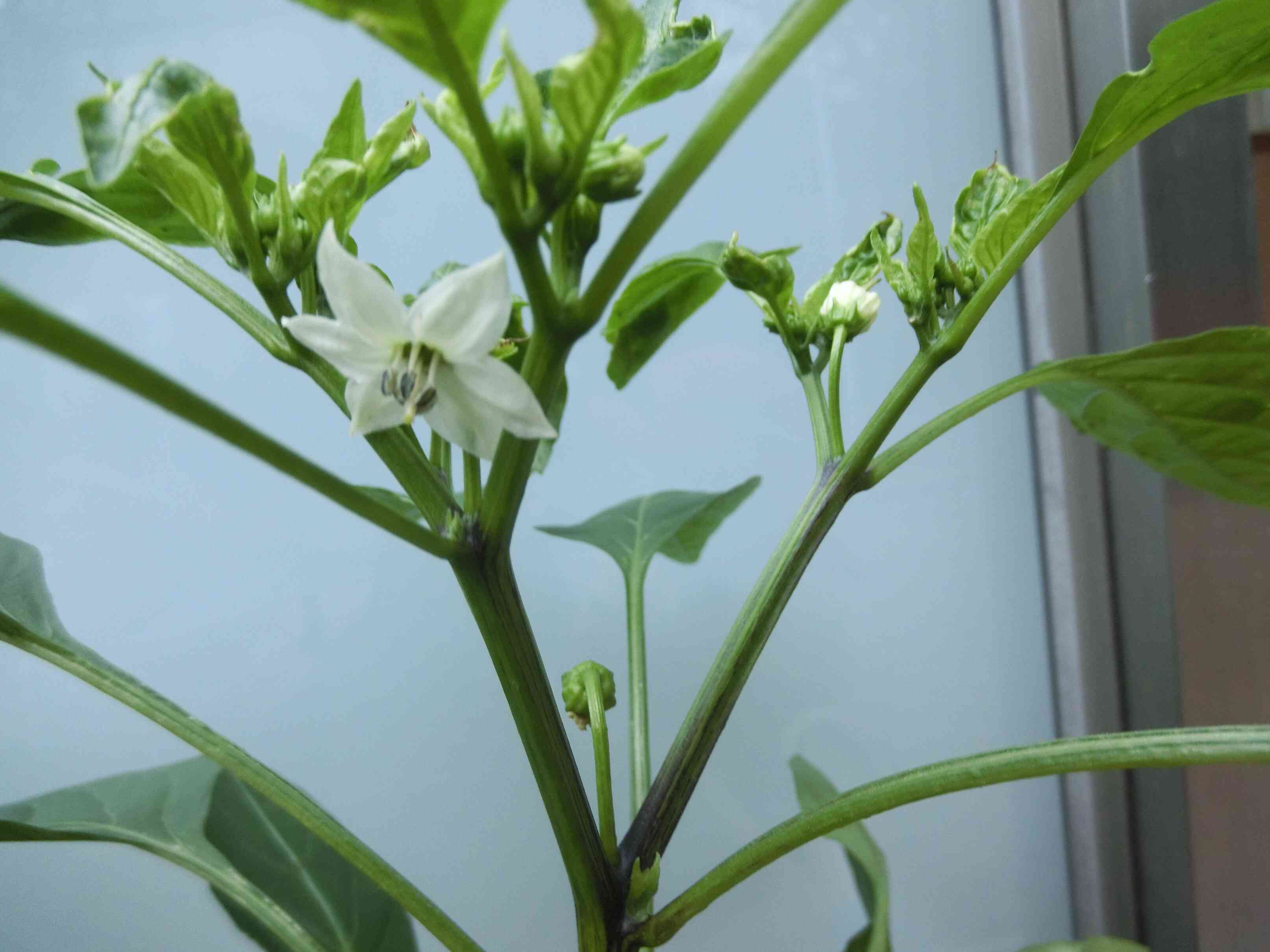 野菜の成長