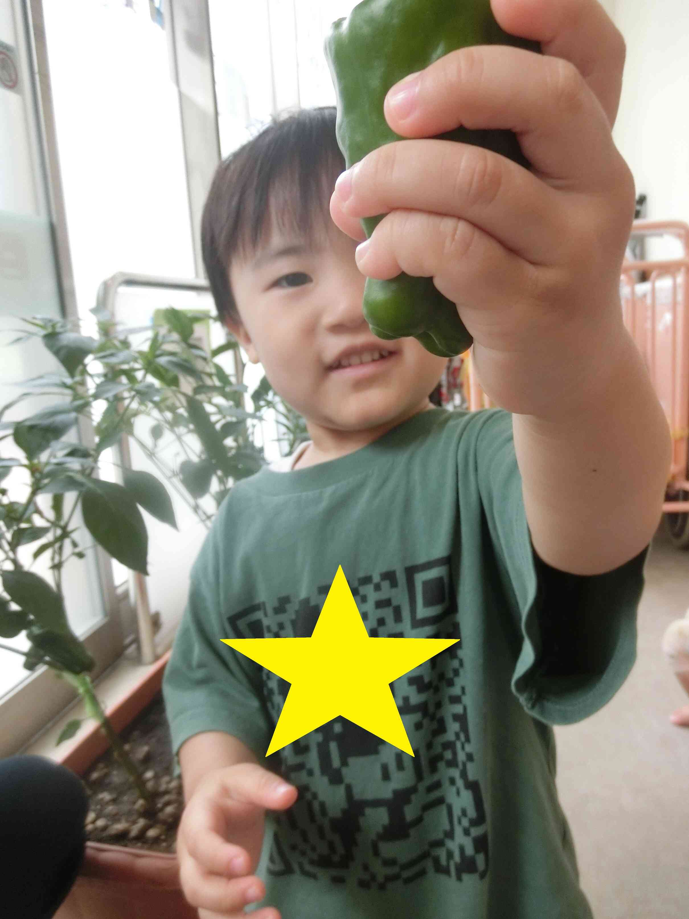ピーマンの収穫